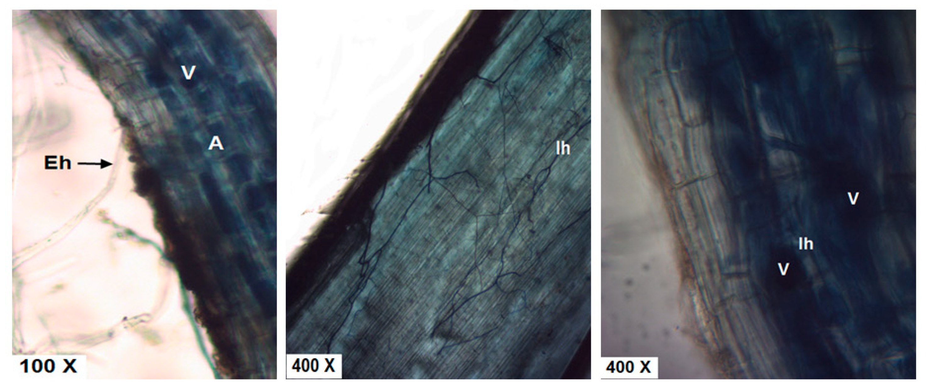 Agronomy 10 00319 g005