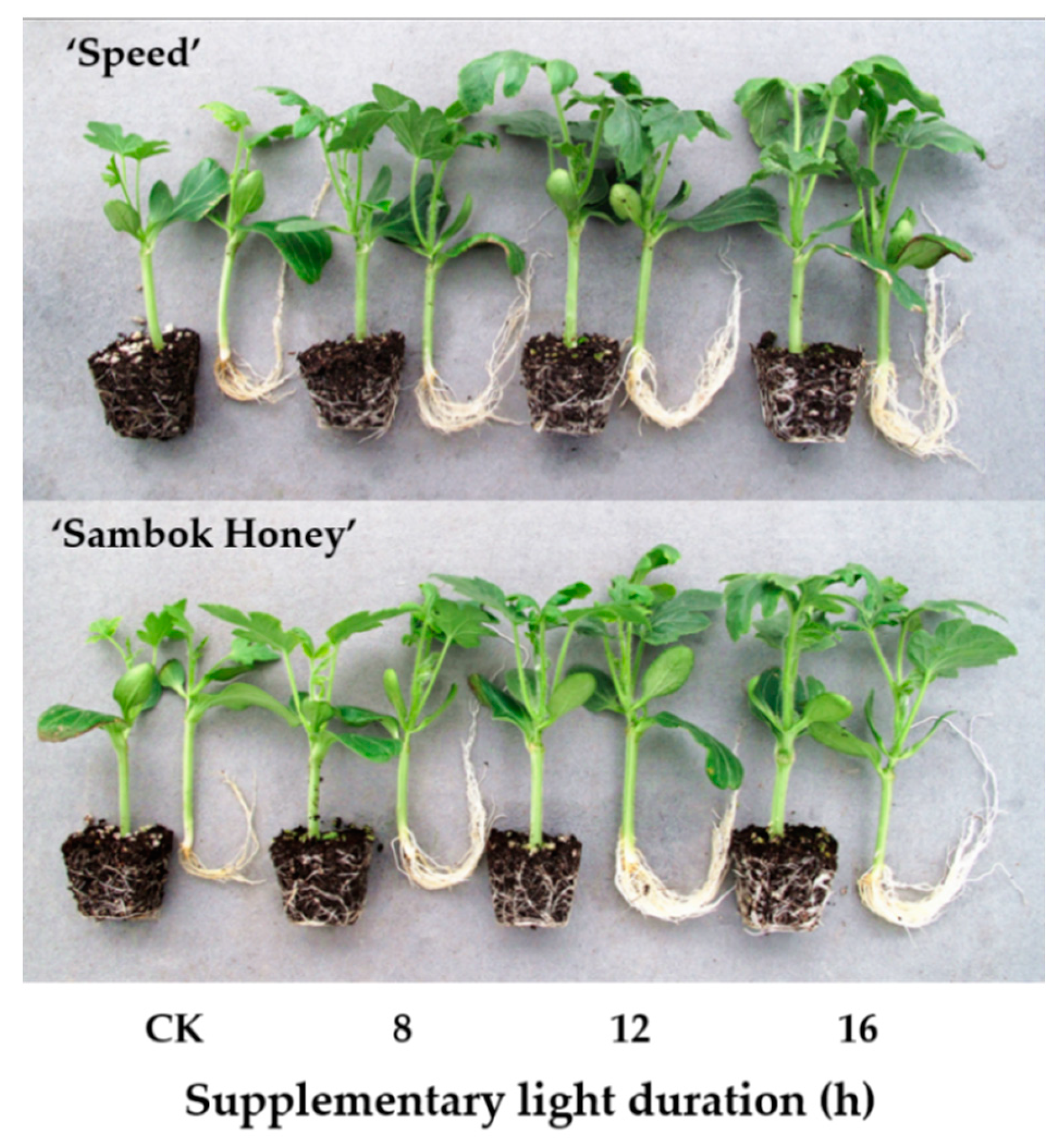 Agronomy 10 00337 g004 Agronomy 10 00337 g004