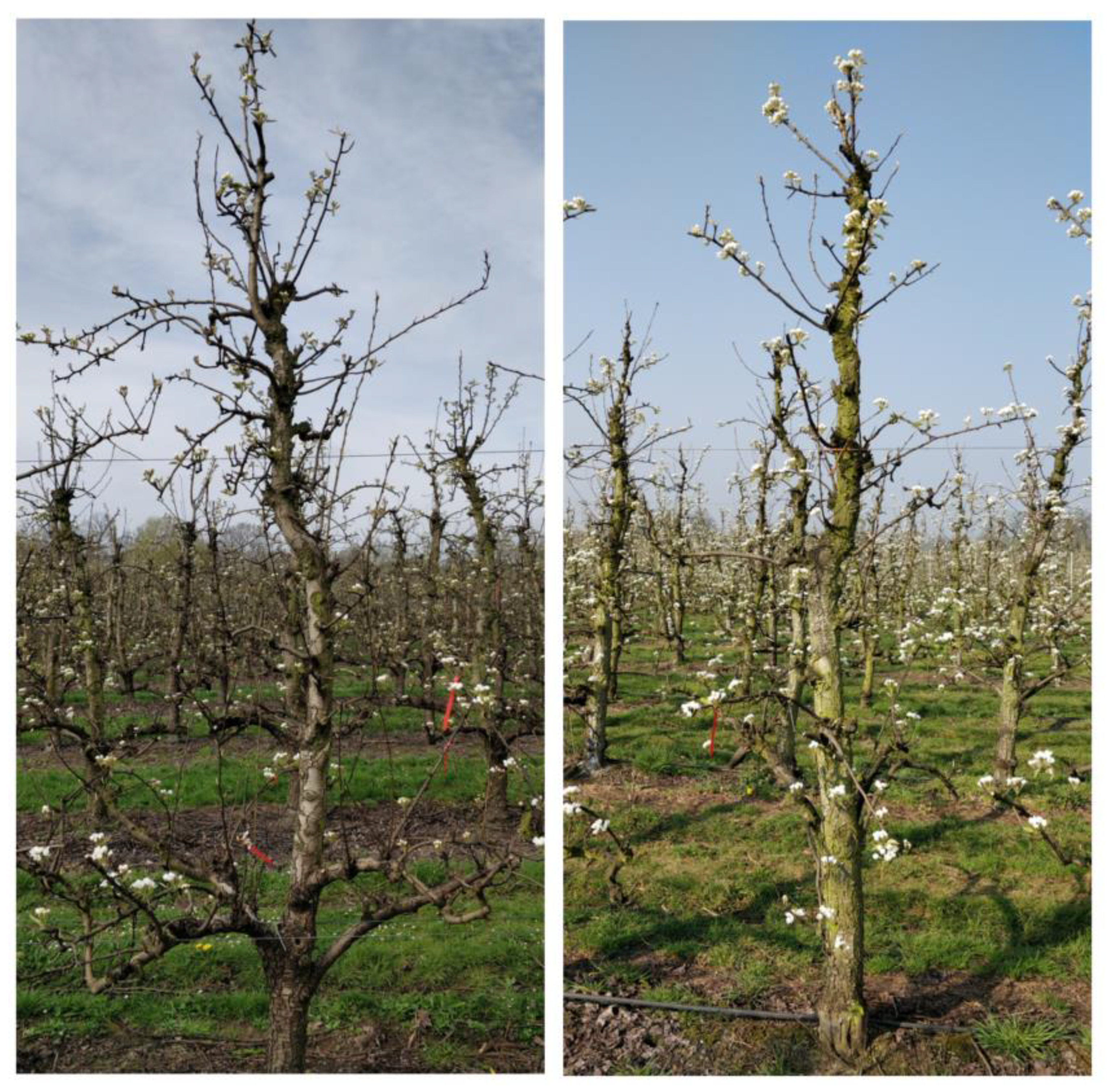 Agronomy 10 00407 g0a4