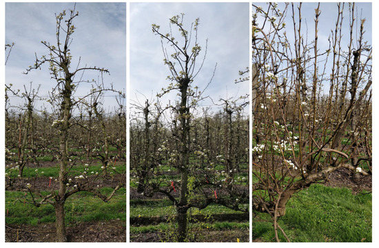 Agronomy 10 00407 g0a5