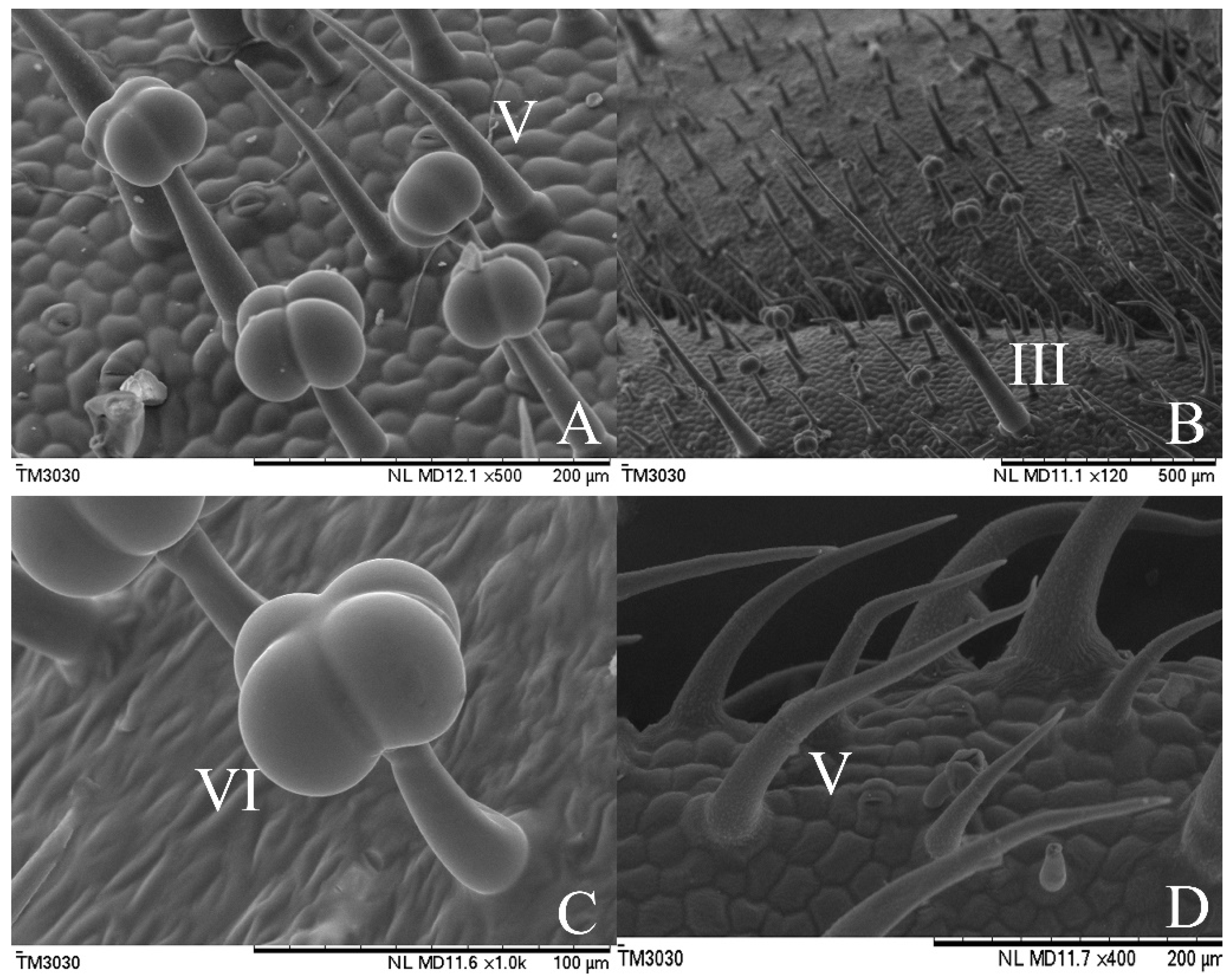 Agronomy 10 00411 g004 Agronomy 10 00411 g004