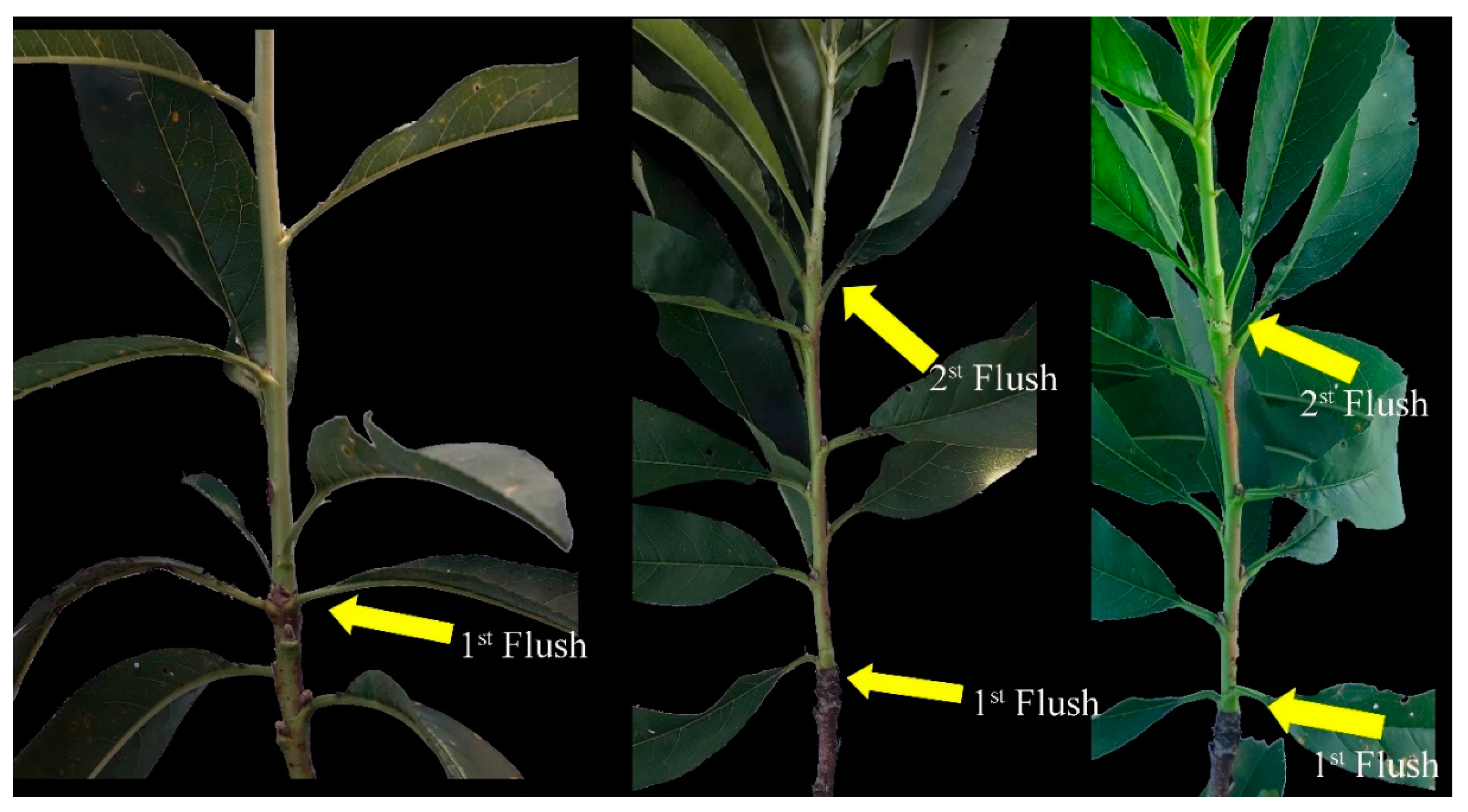 Agronomy 10 00428 g004 Agronomy 10 00428 g004