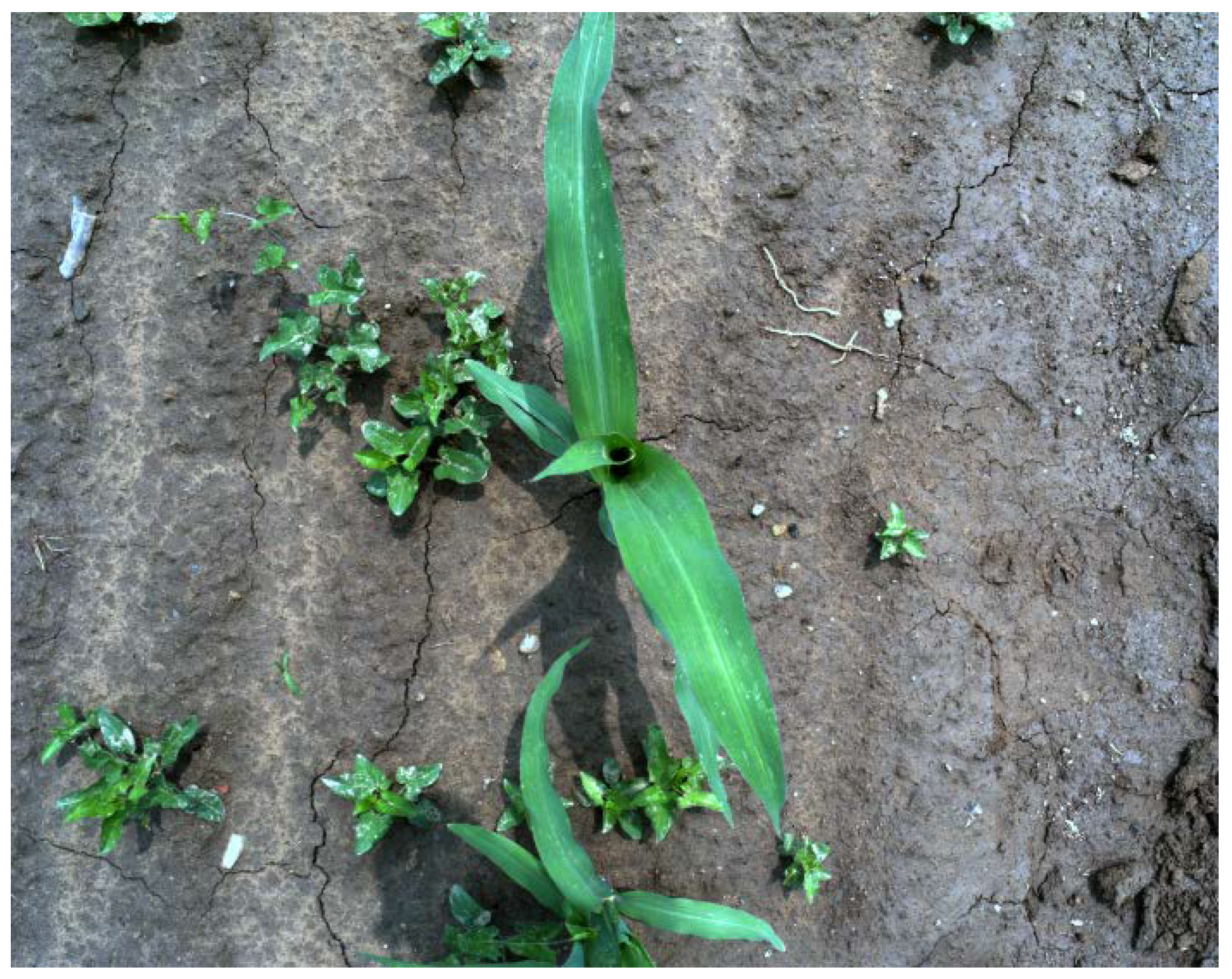 Agronomy 10 00470 g001 Agronomy 10 00470 g001