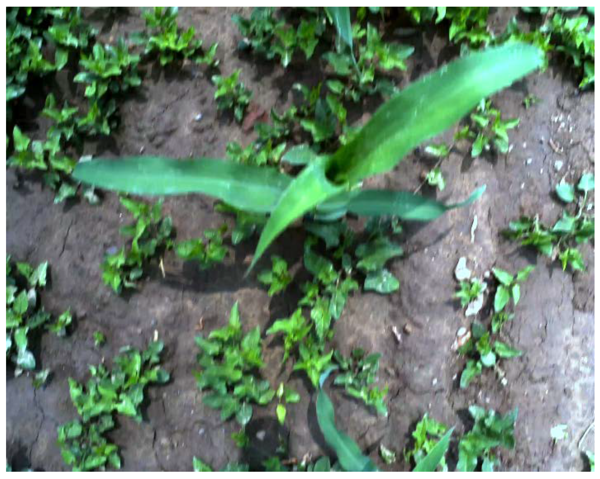 Agronomy 10 00470 g011 Agronomy 10 00470 g011