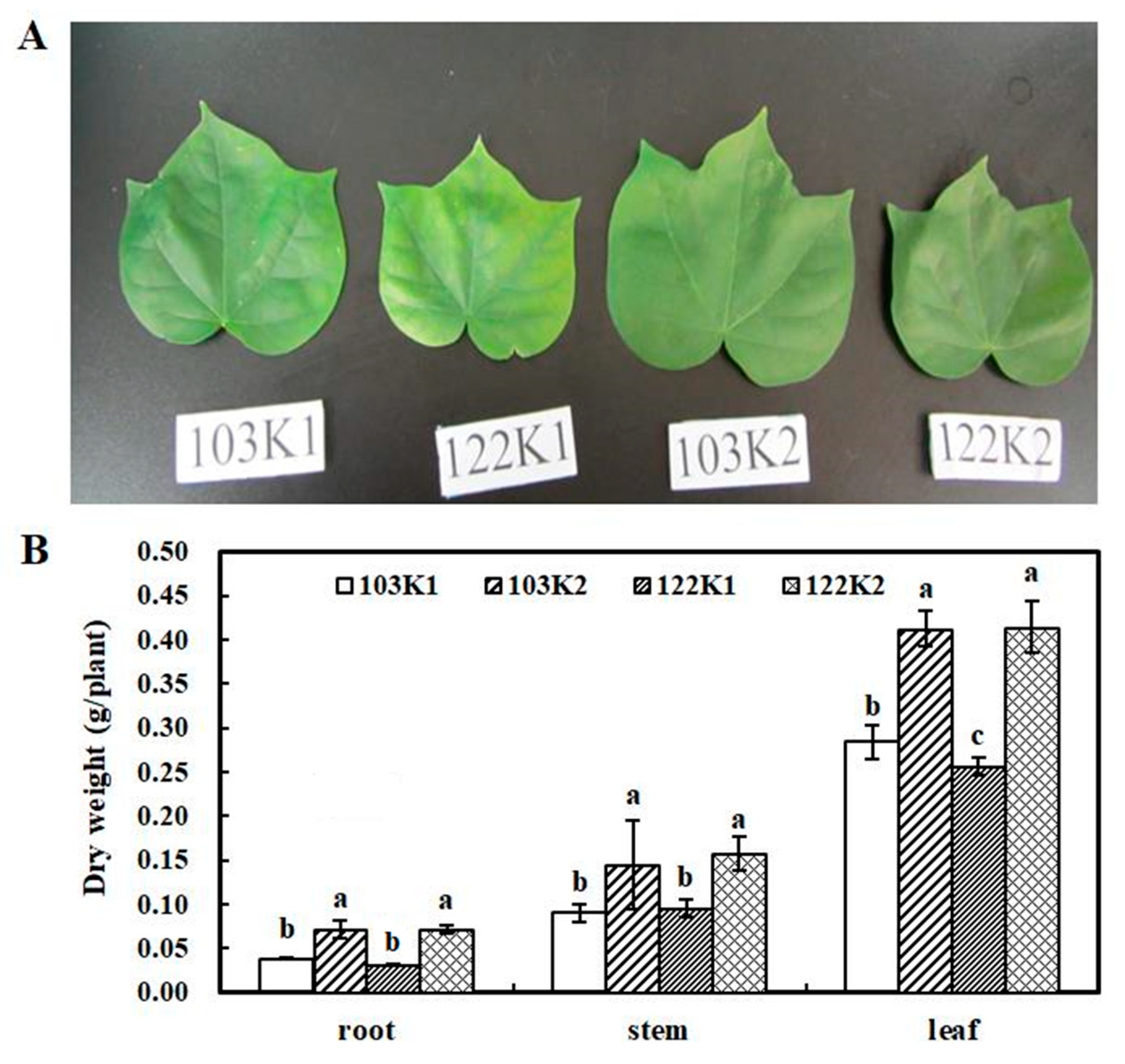Agronomy 10 00479 g001