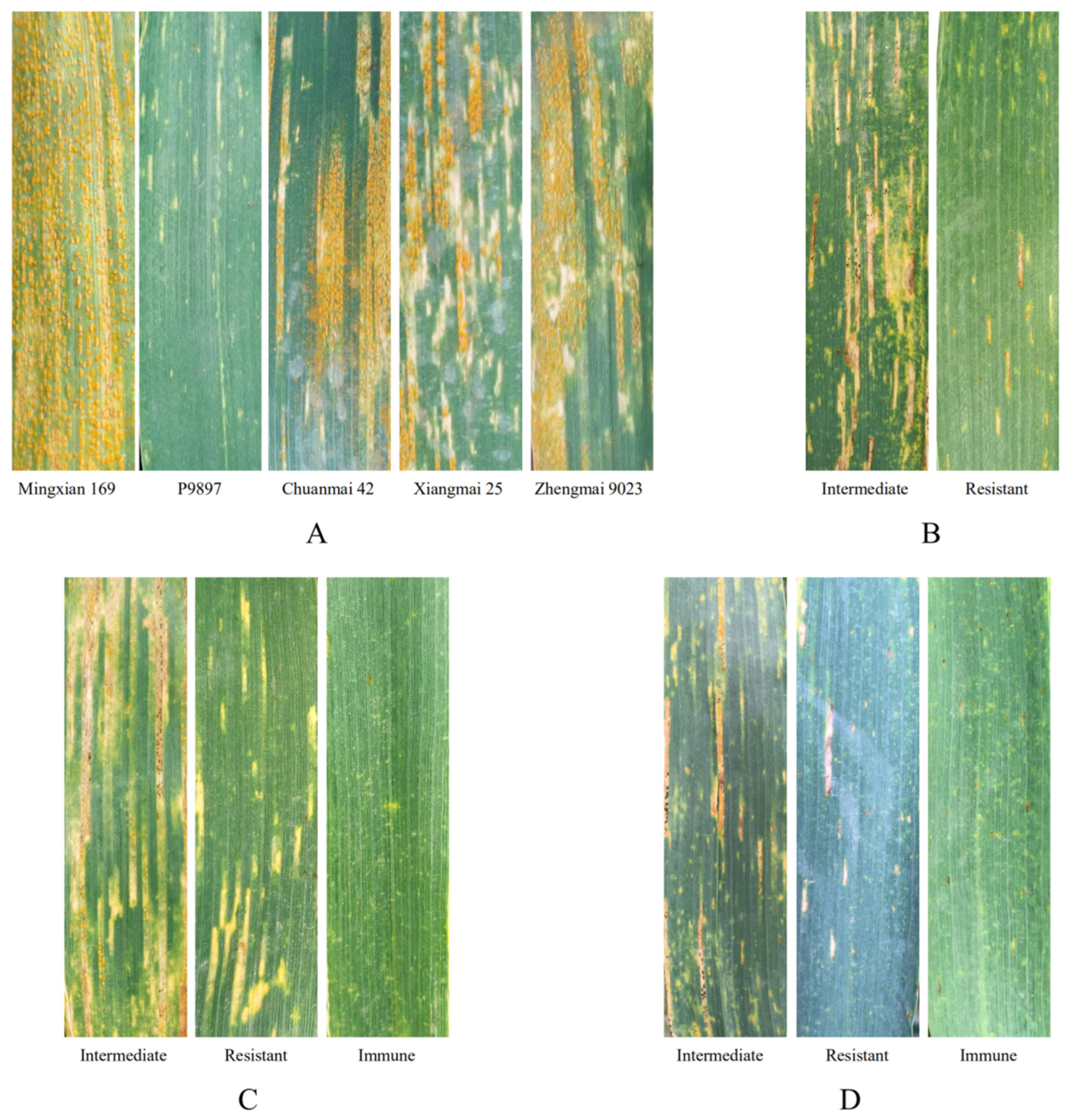 Agronomy 10 00483 g004
