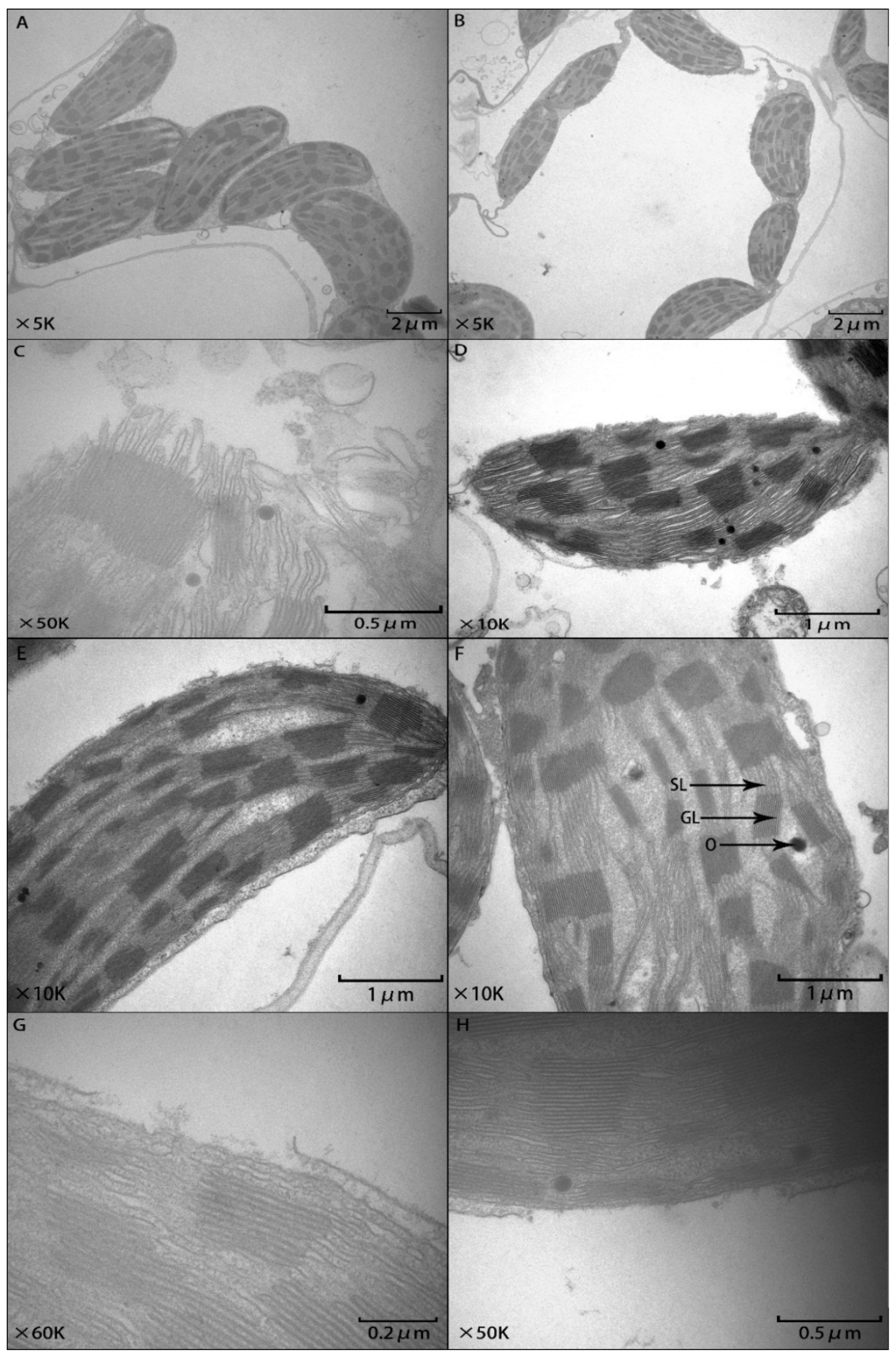 Agronomy 10 00488 g005