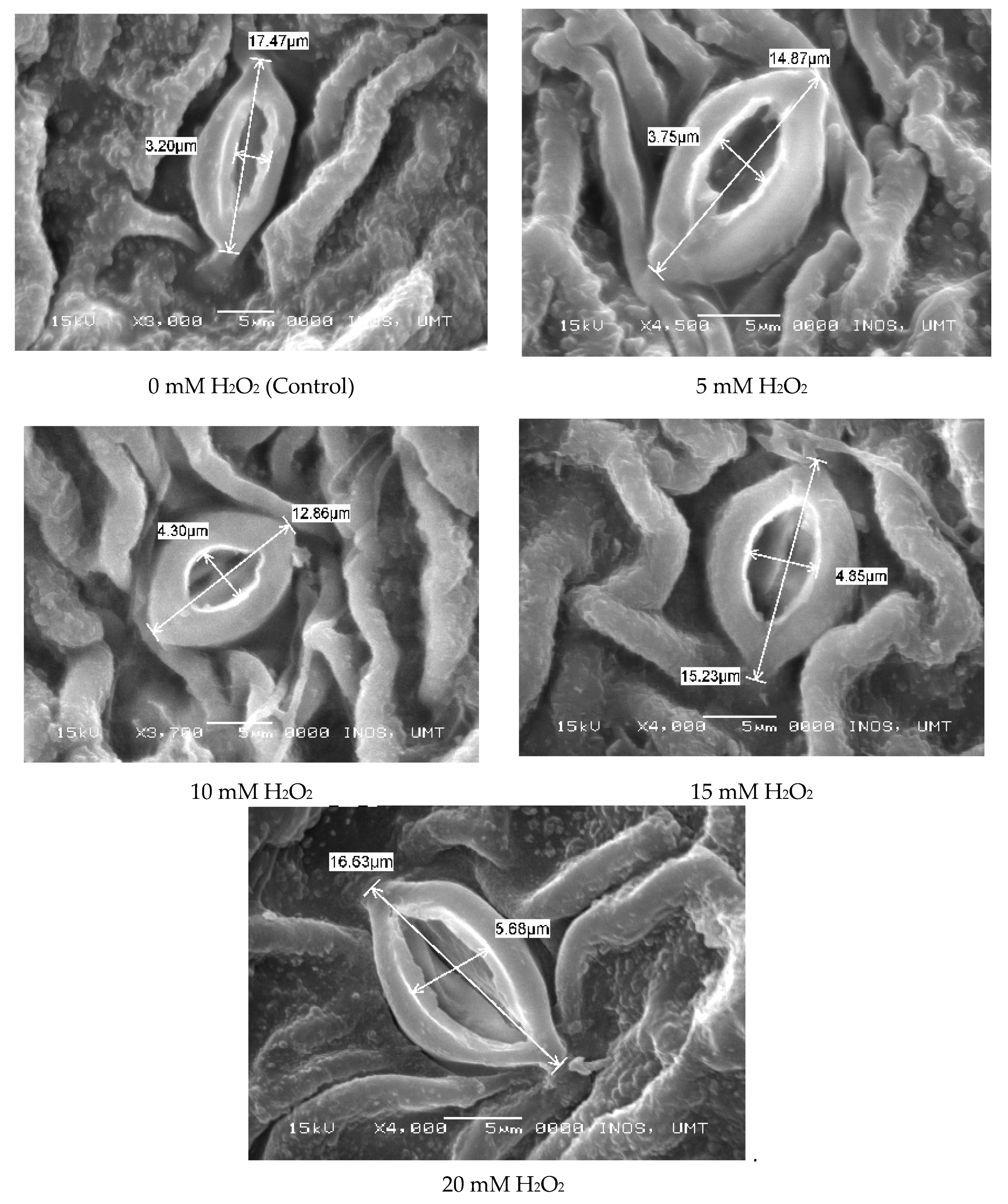 Agronomy 10 00497 g001 Agronomy 10 00497 g001