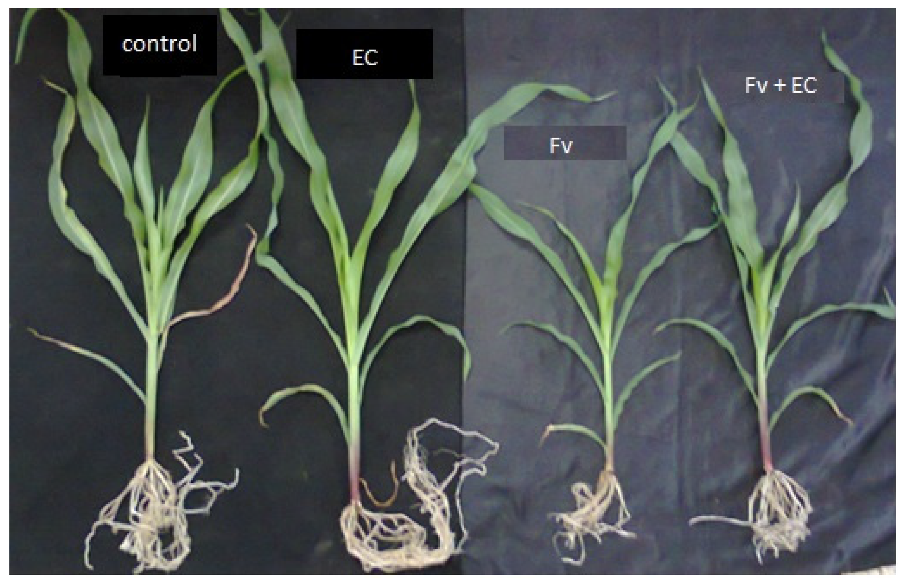 Agronomy 10 00524 g002 Agronomy 10 00524 g002