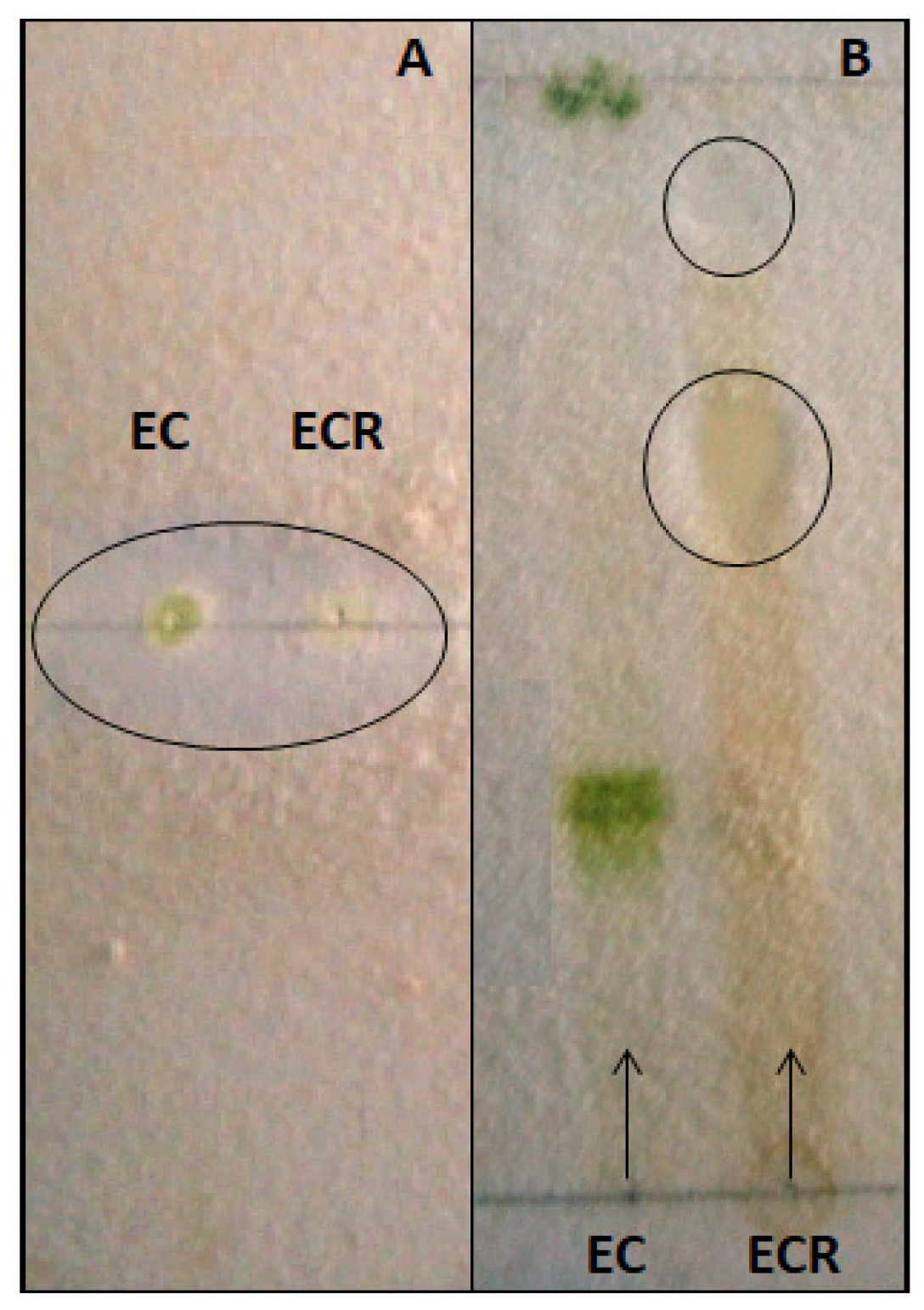 Agronomy 10 00524 g004 Agronomy 10 00524 g004