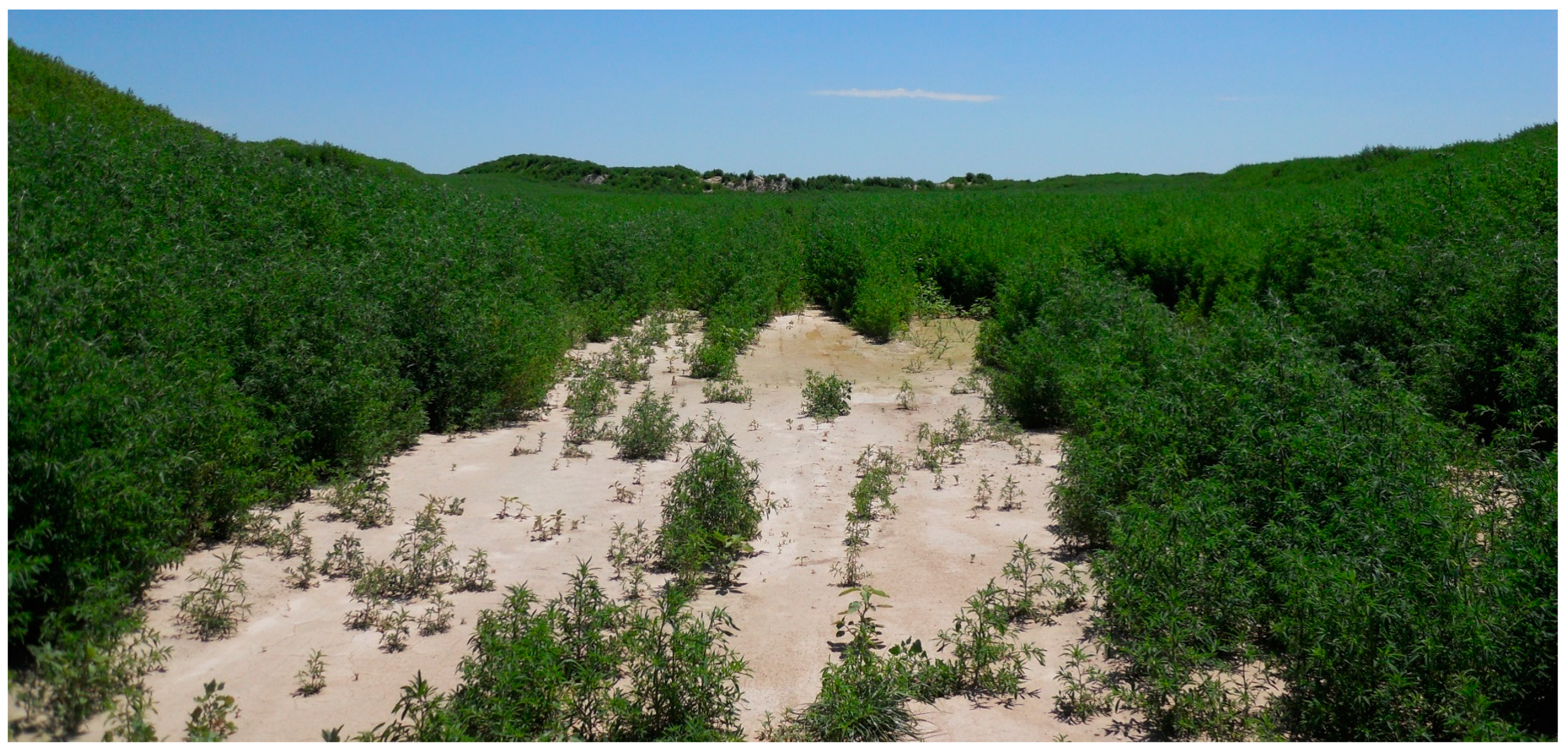 Agronomy 10 00537 g001 Agronomy 10 00537 g001