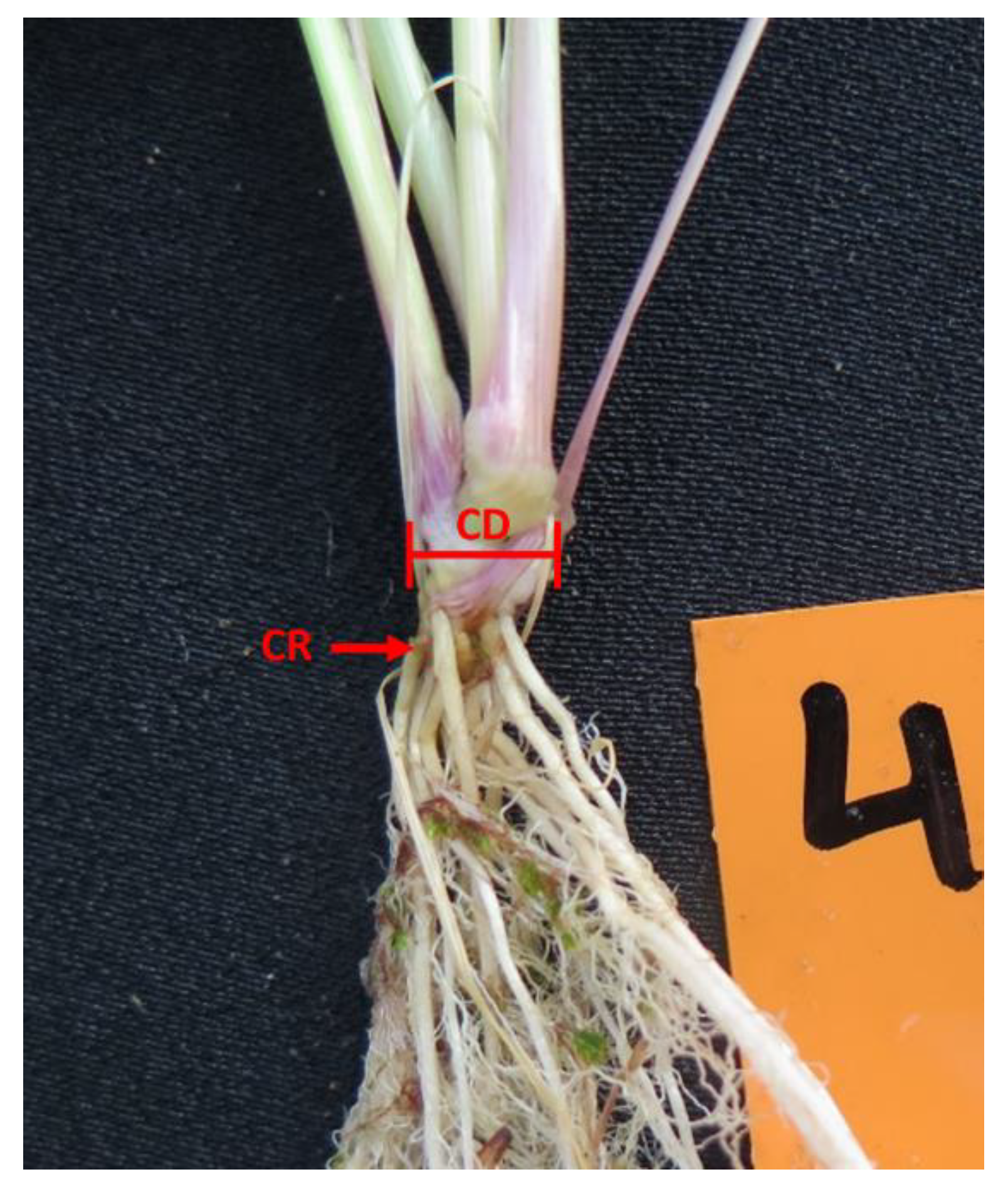 Agronomy 10 00570 g003 Agronomy 10 00570 g003