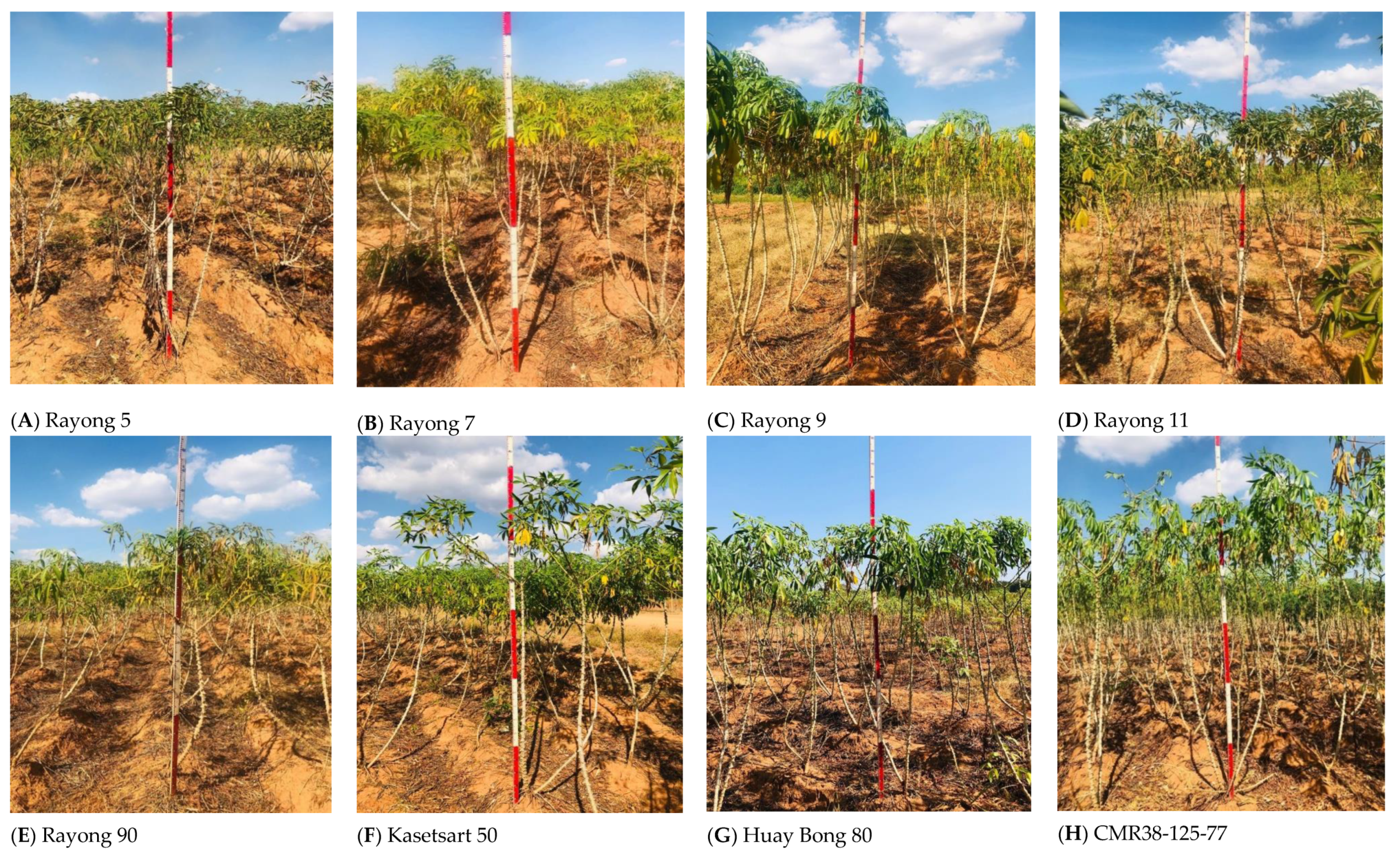 Agronomy 10 00576 g001