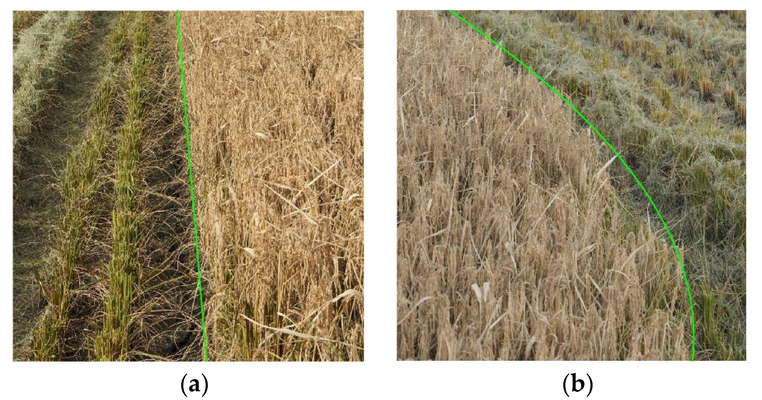 Agronomy 10 00590 g012