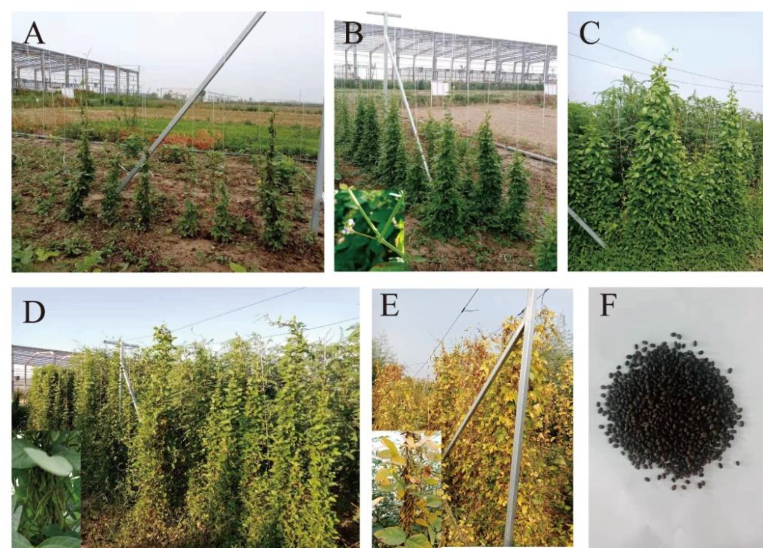 Agronomy 10 00595 g002 Agronomy 10 00595 g002