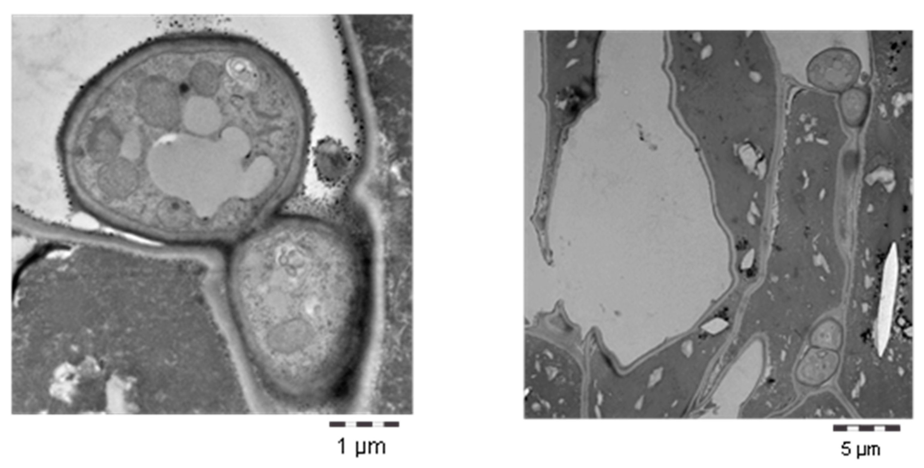 Agronomy 10 00609 g002 Agronomy 10 00609 g002