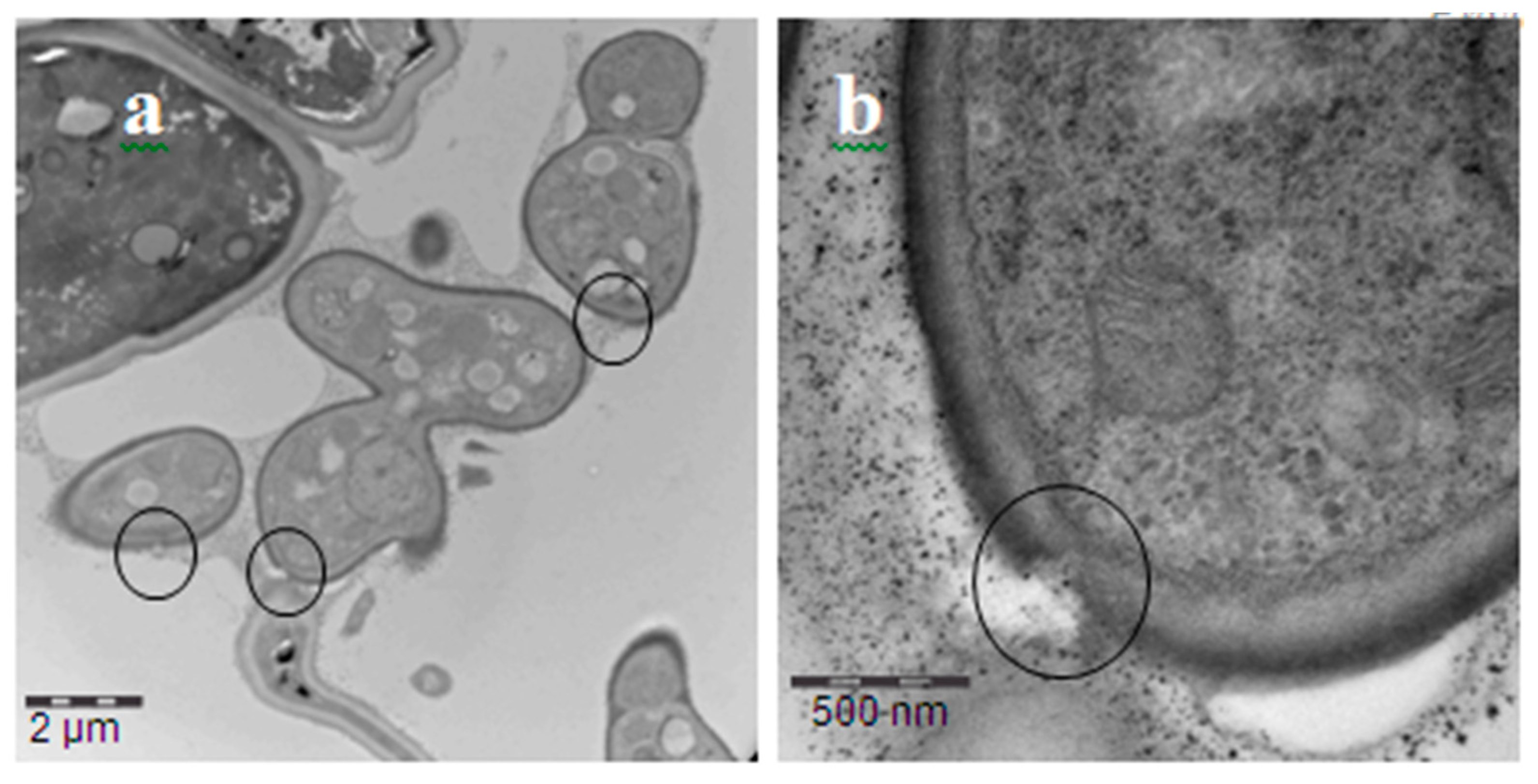 Agronomy 10 00609 g003 Agronomy 10 00609 g003