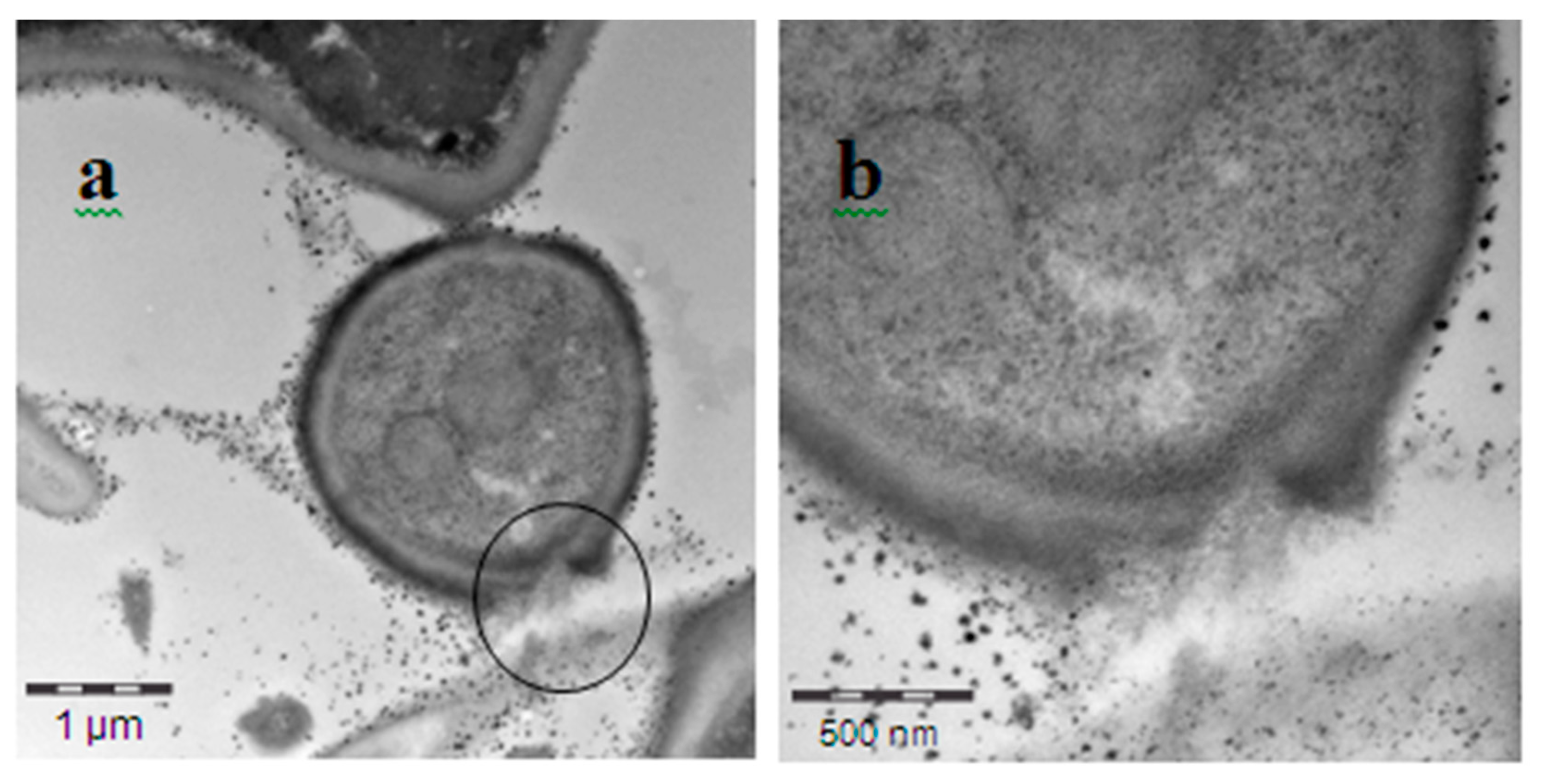 Agronomy 10 00609 g004 Agronomy 10 00609 g004