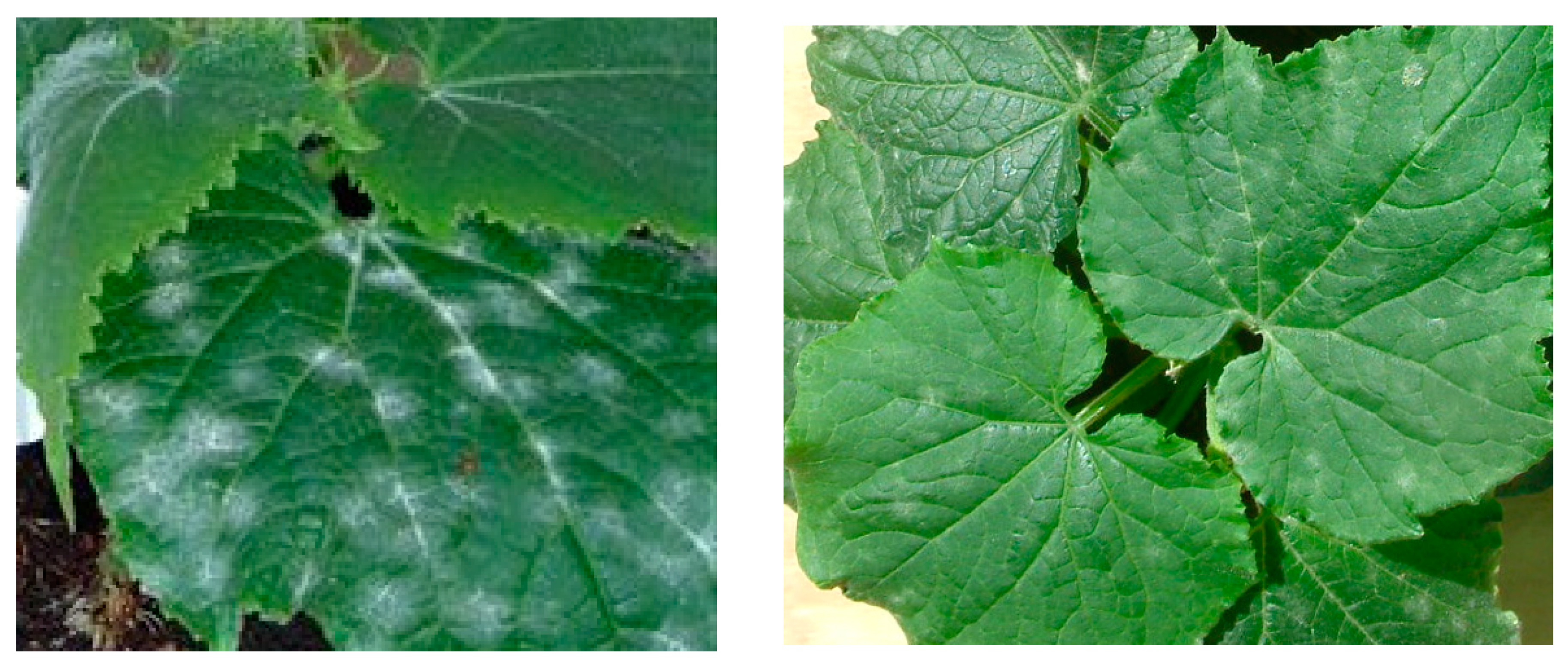 Agronomy 10 00609 g005 Agronomy 10 00609 g005