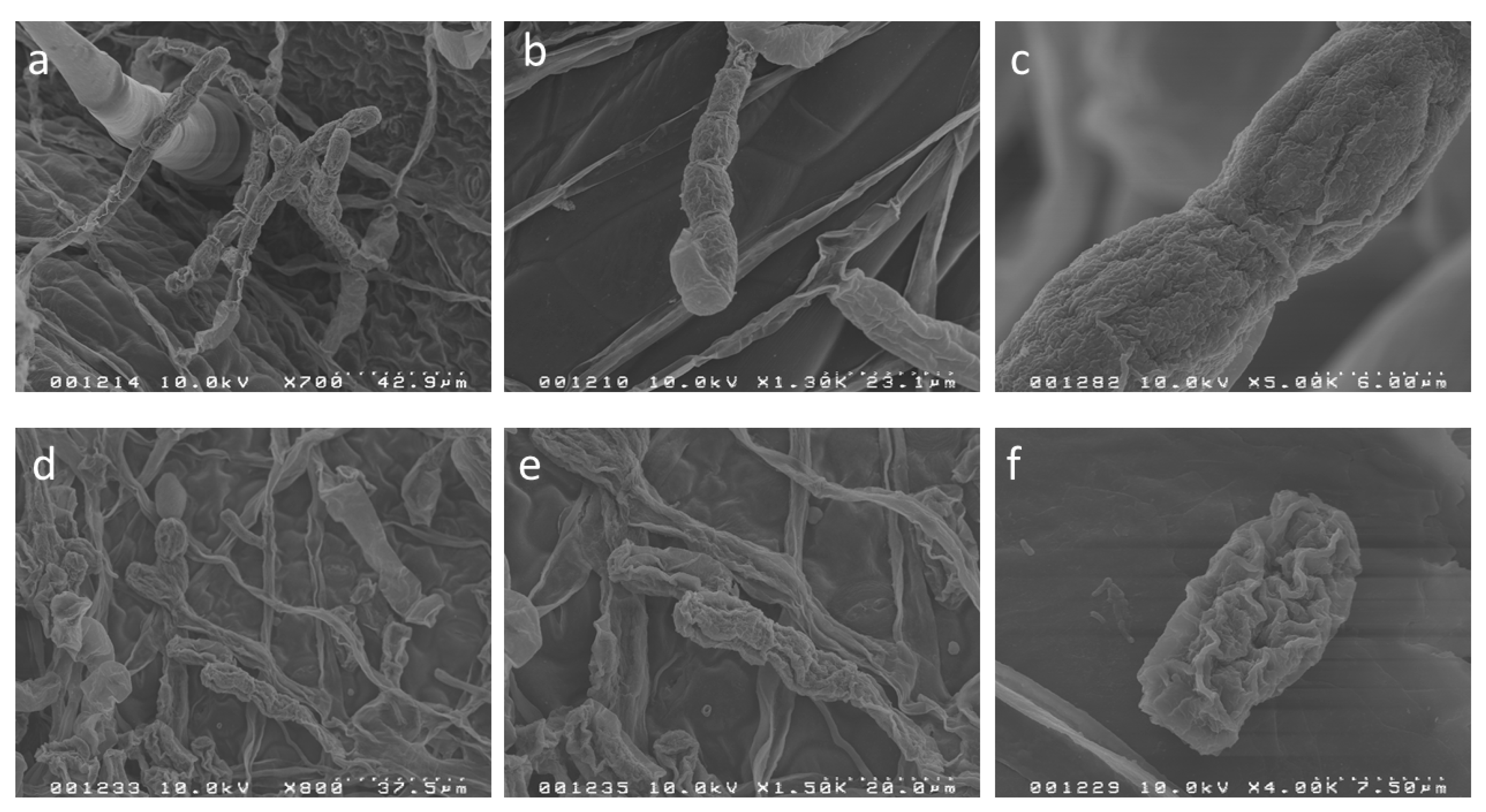 Agronomy 10 00609 g007 Agronomy 10 00609 g007