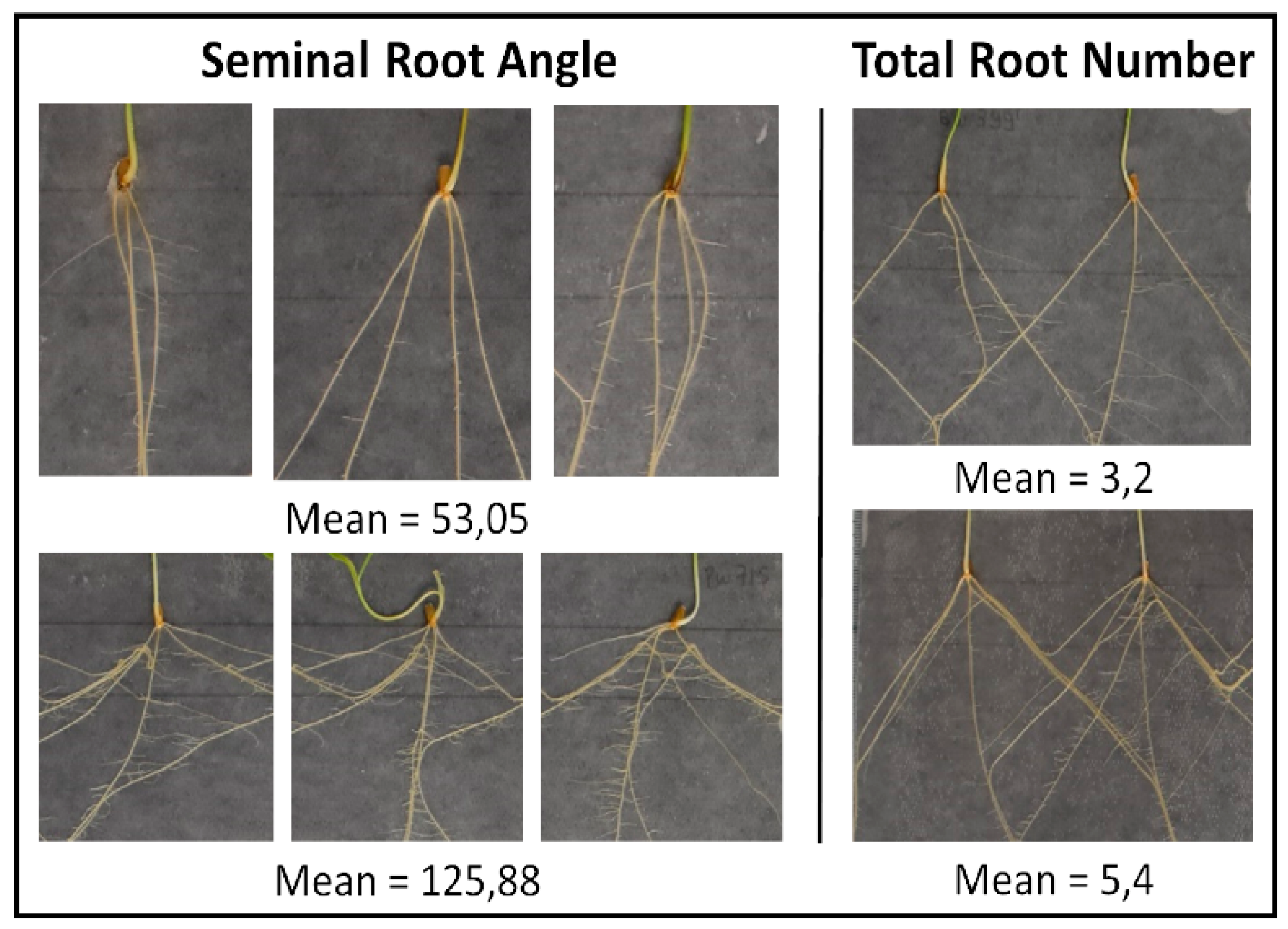 Agronomy 10 00613 g004