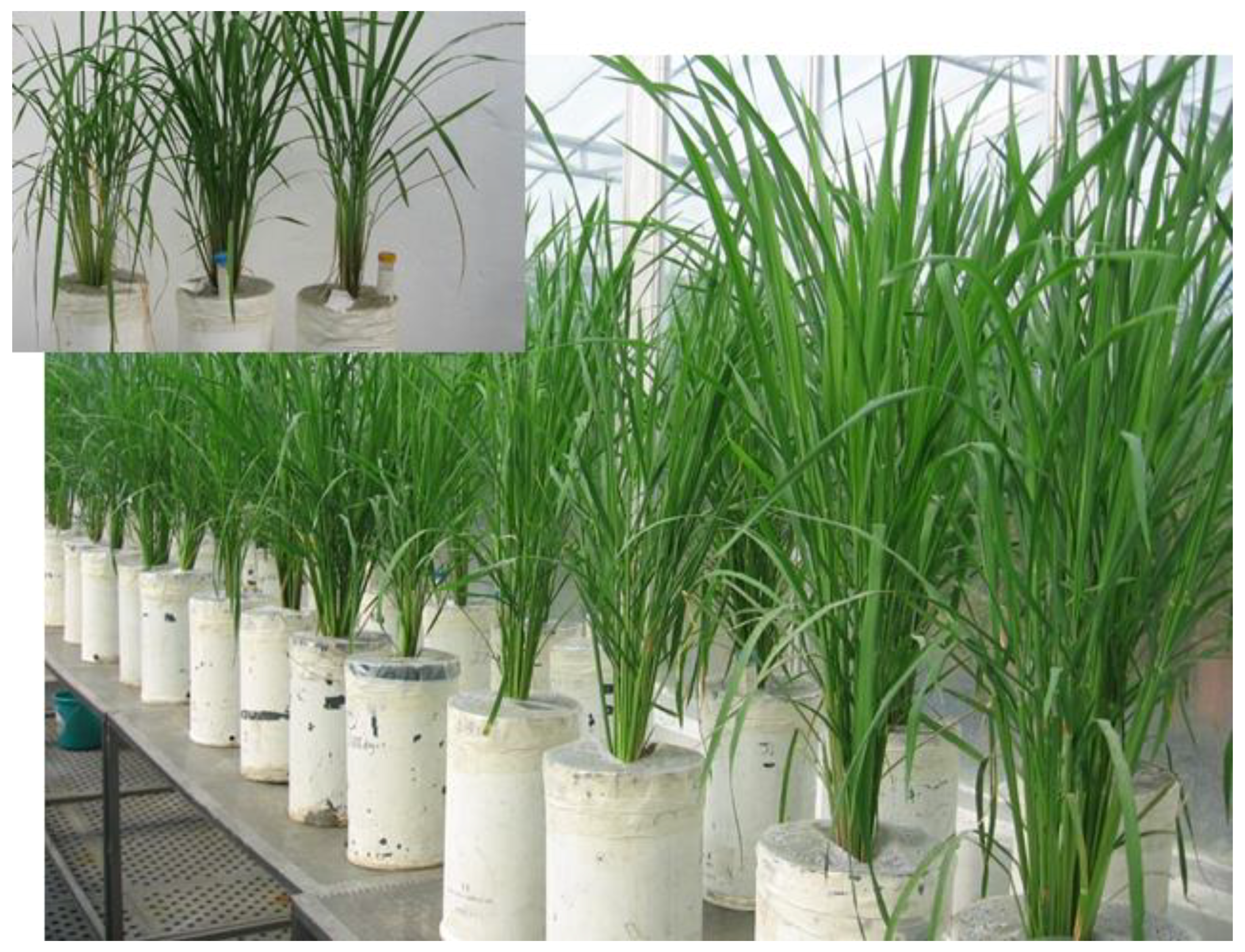 Agronomy 10 00621 g001