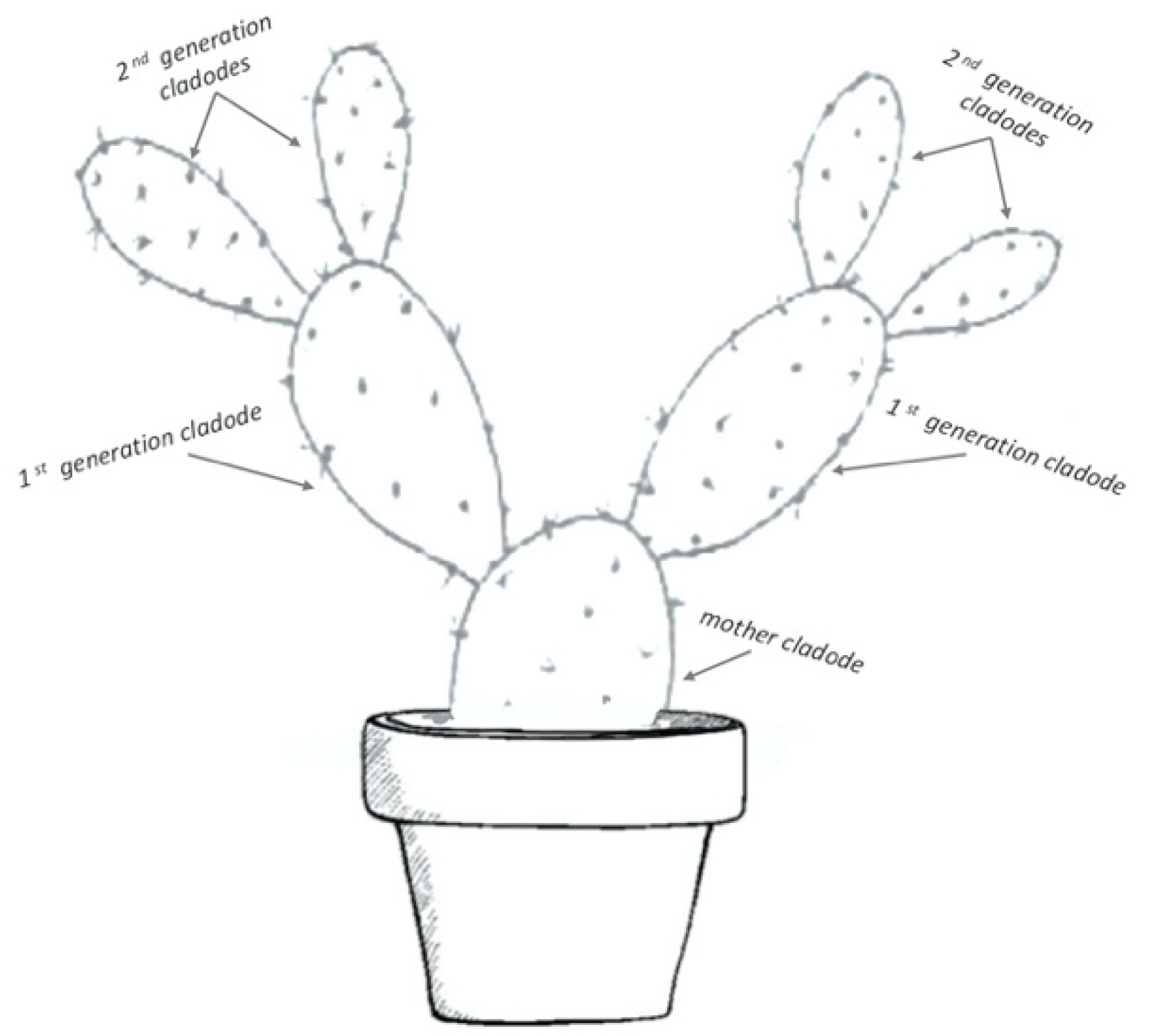 Agronomy 10 00635 g002