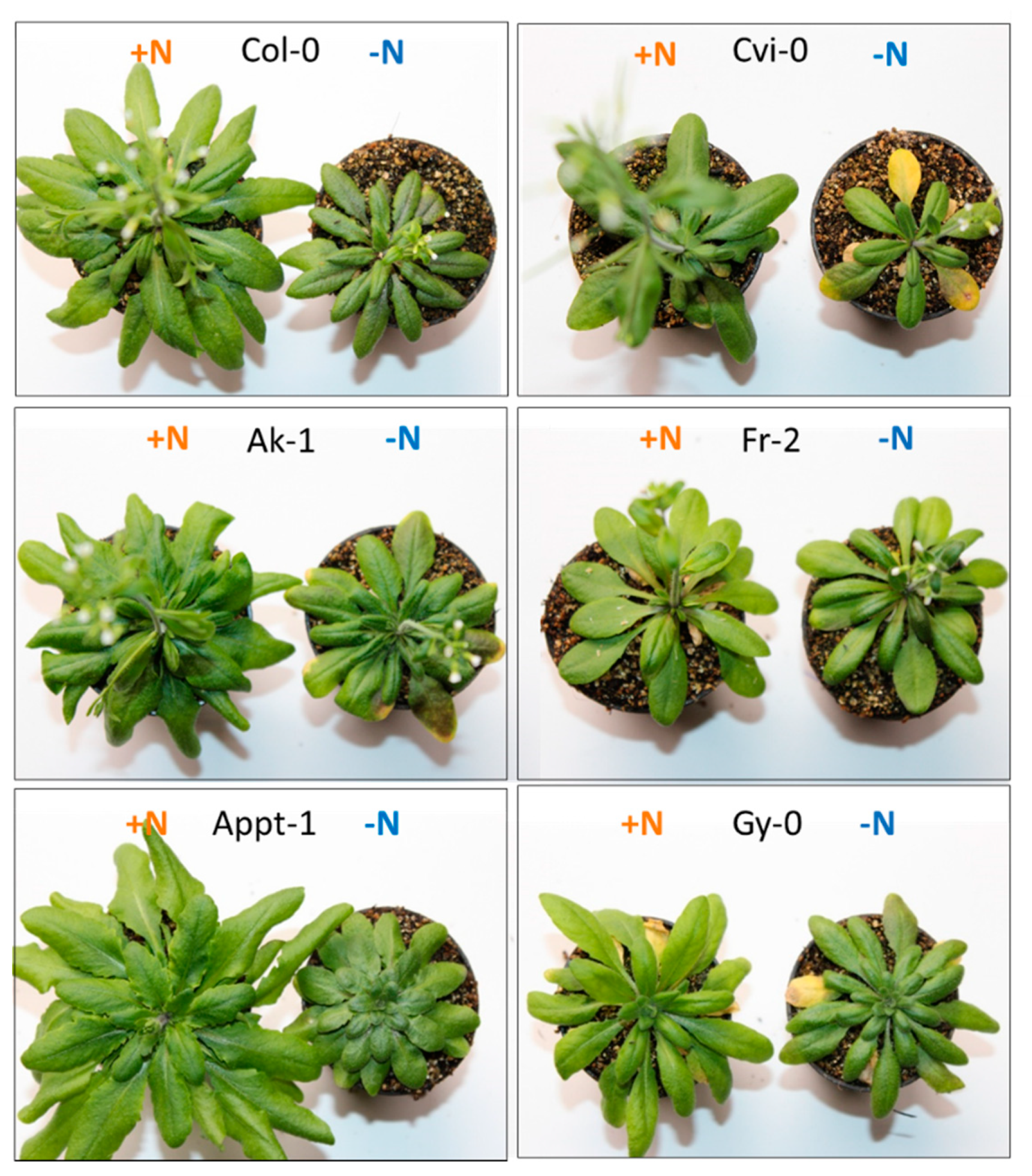 Agronomy 10 00636 g005 Agronomy 10 00636 g005