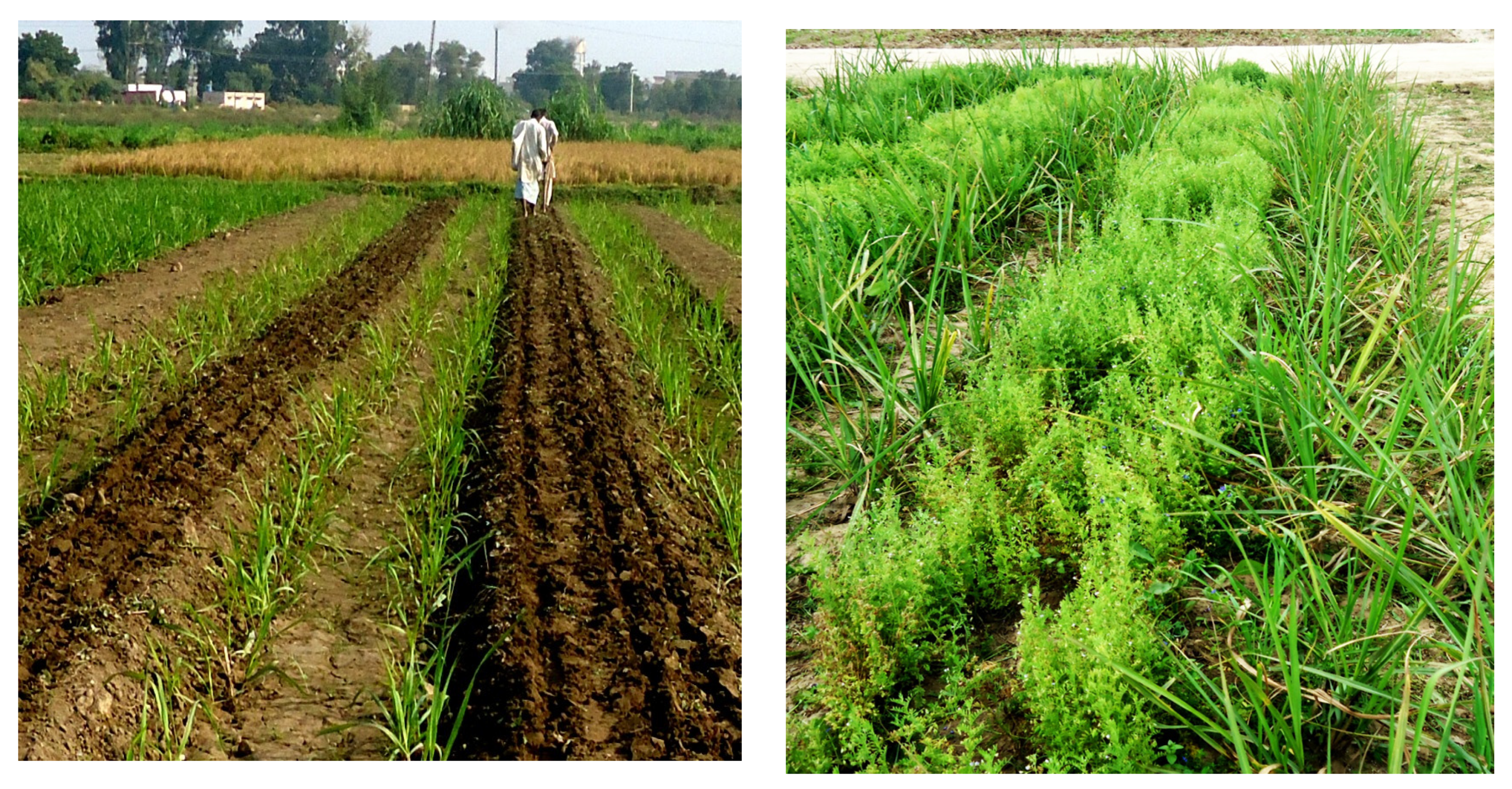 Agronomy 10 00644 g002b