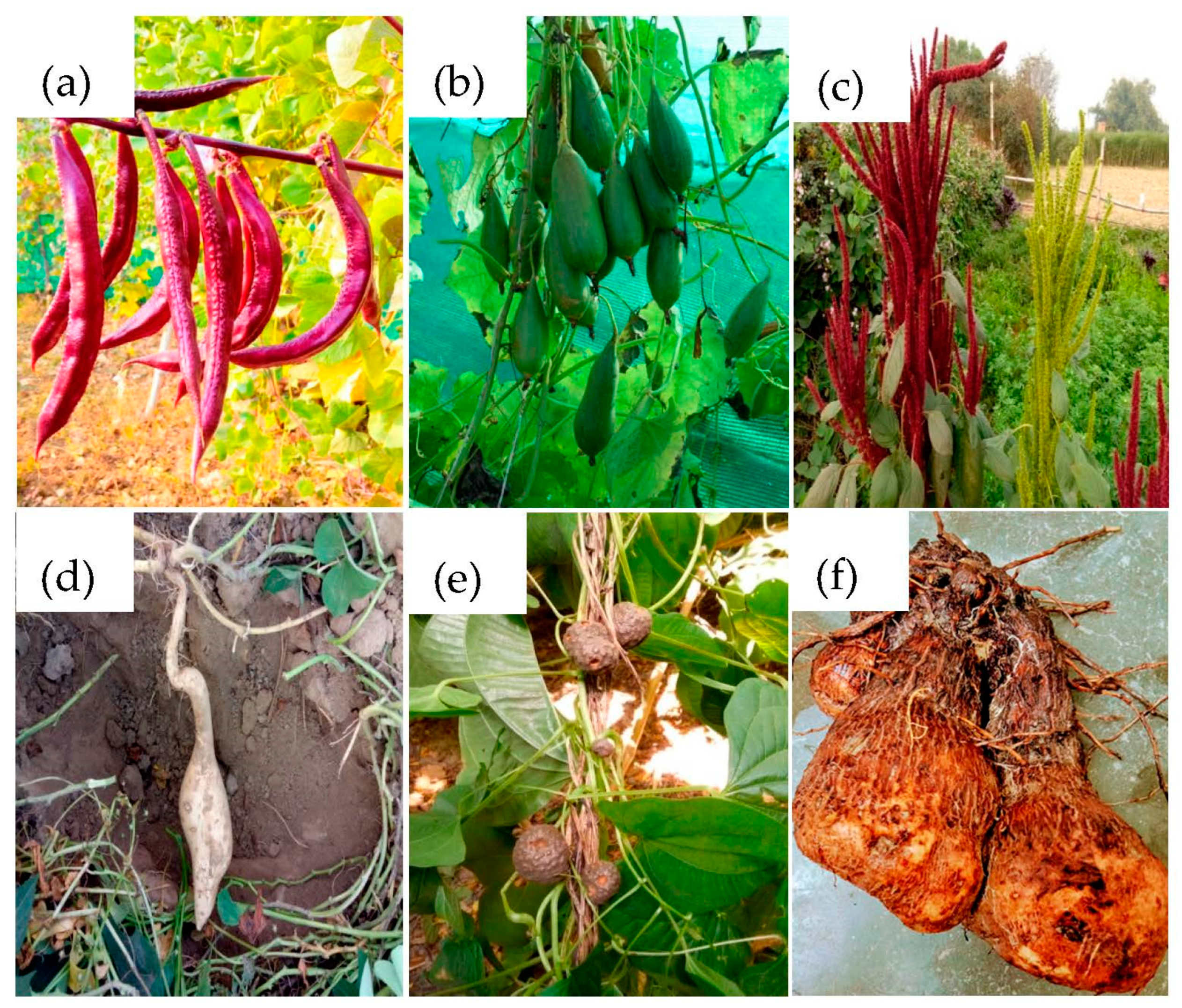 Agronomy 10 00648 g003 Agronomy 10 00648 g003