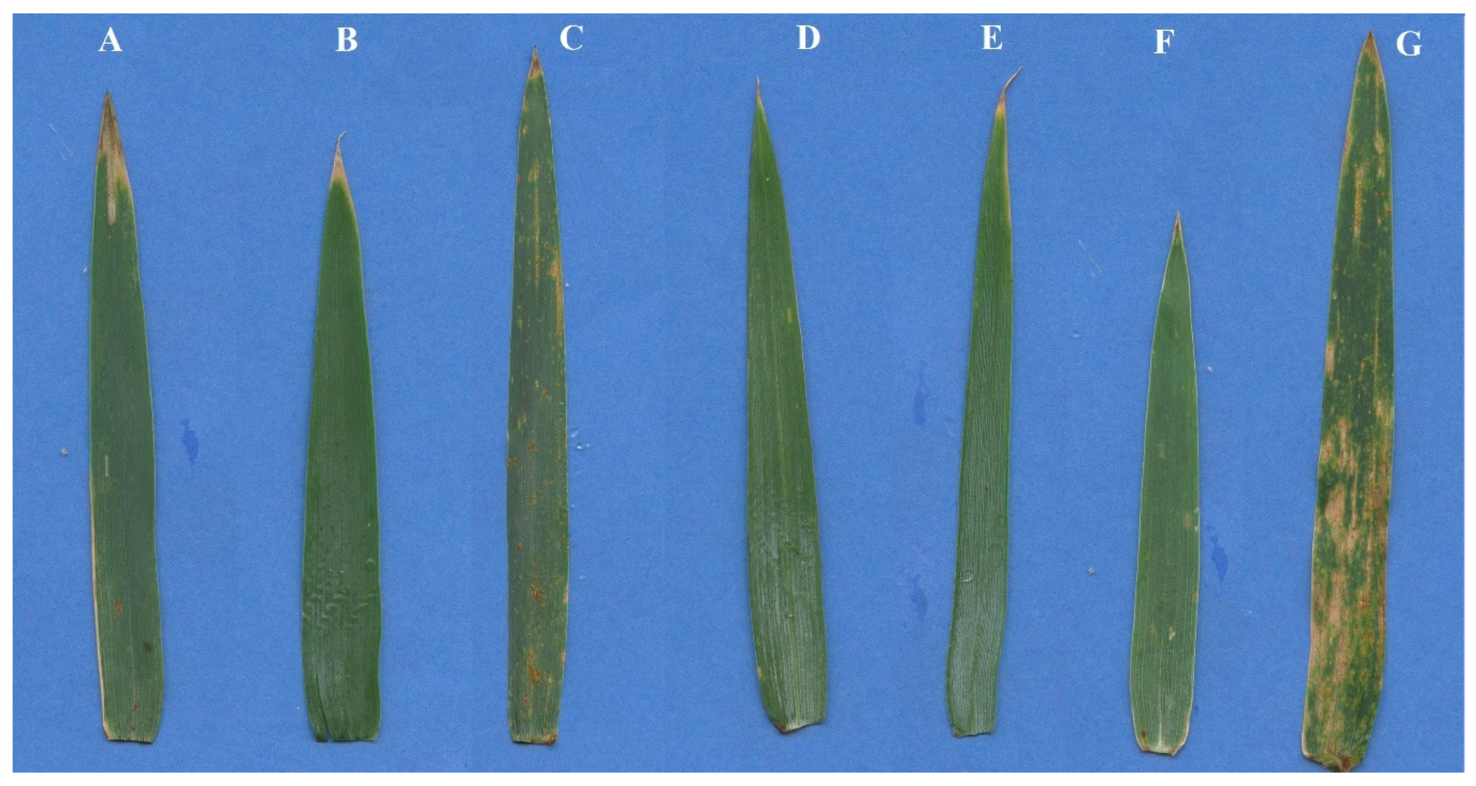 Agronomy 10 00658 g002 Agronomy 10 00658 g002