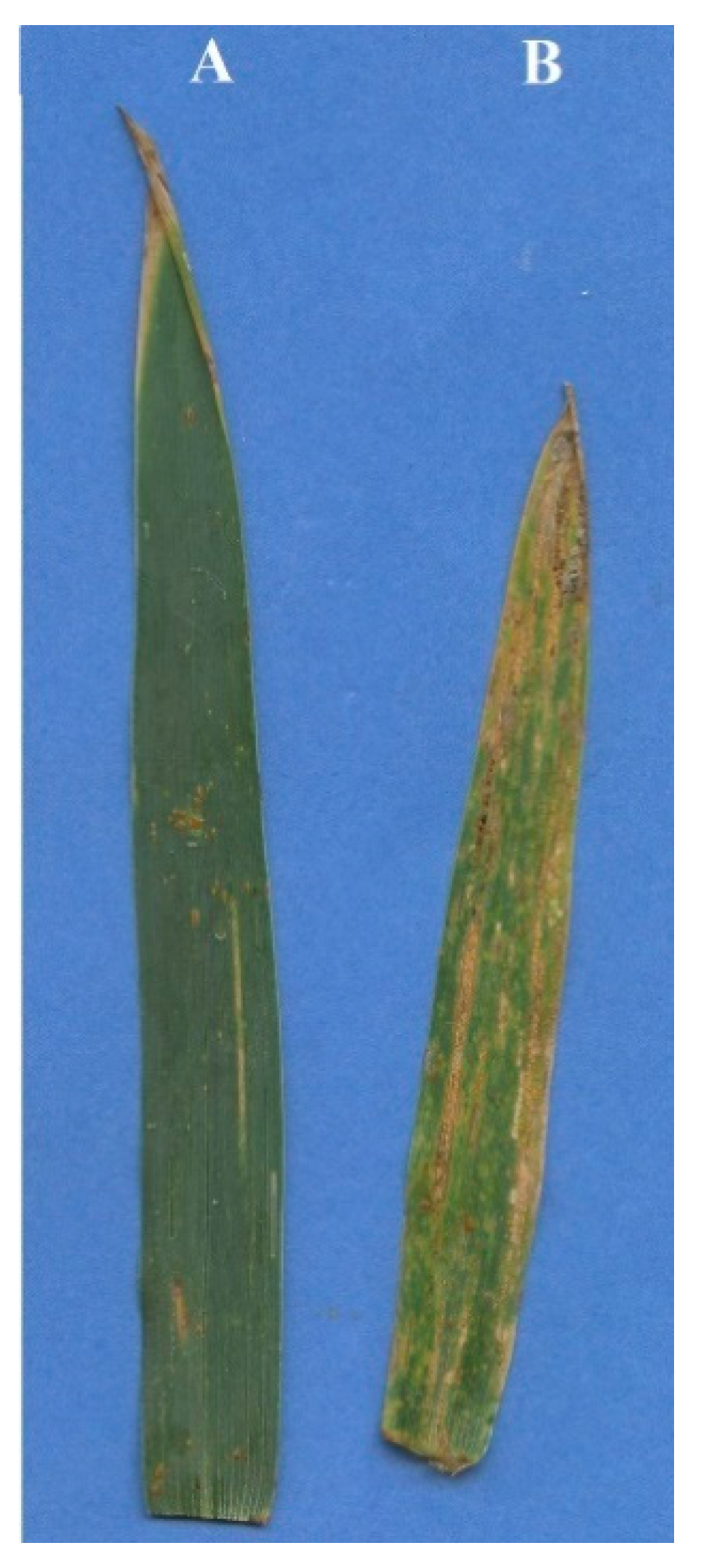 Agronomy 10 00658 g003 Agronomy 10 00658 g003