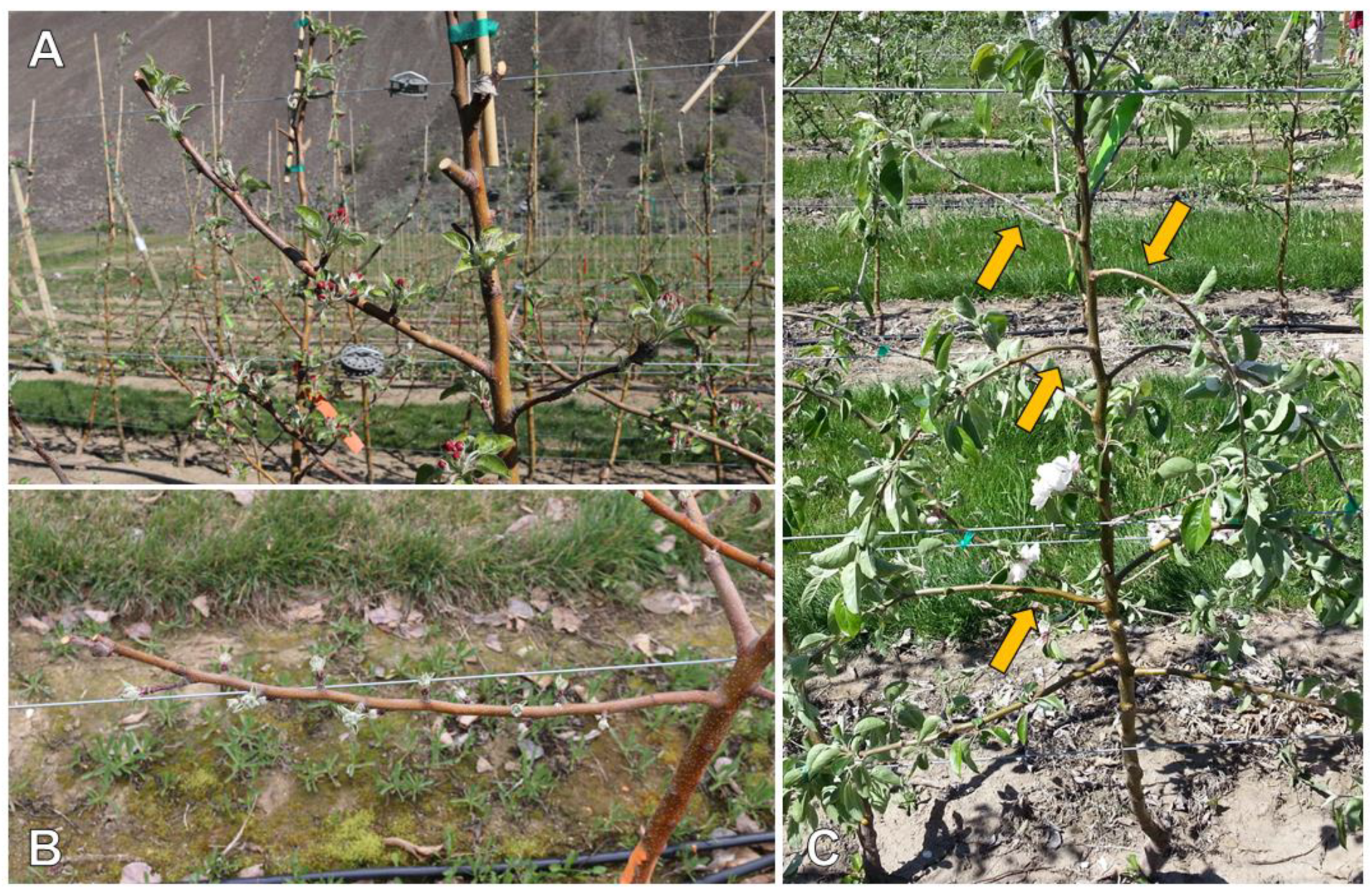 Agronomy 10 00689 g001