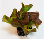 Agronomy 10 00761 i001