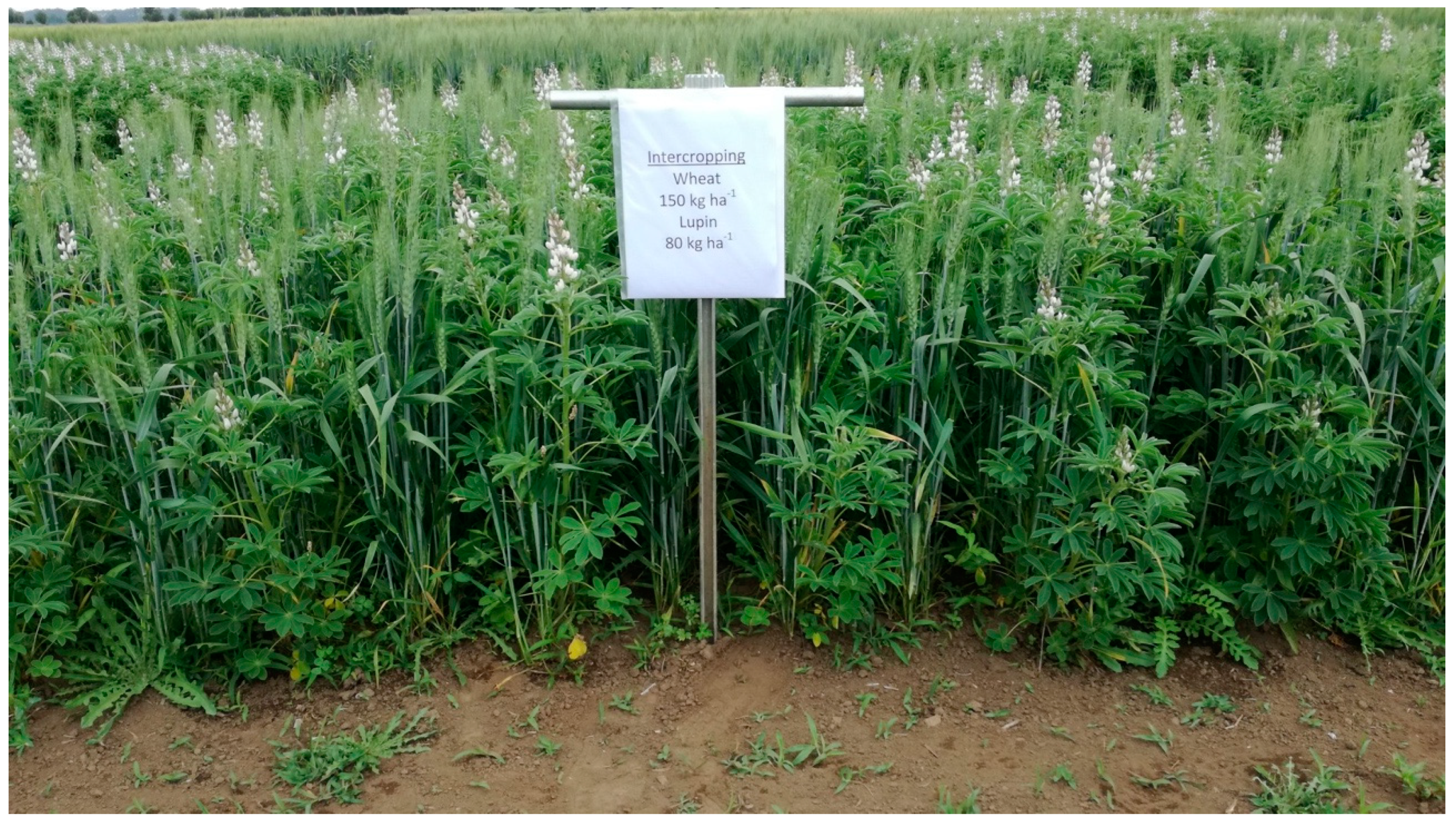 Agronomy 10 00781 g001