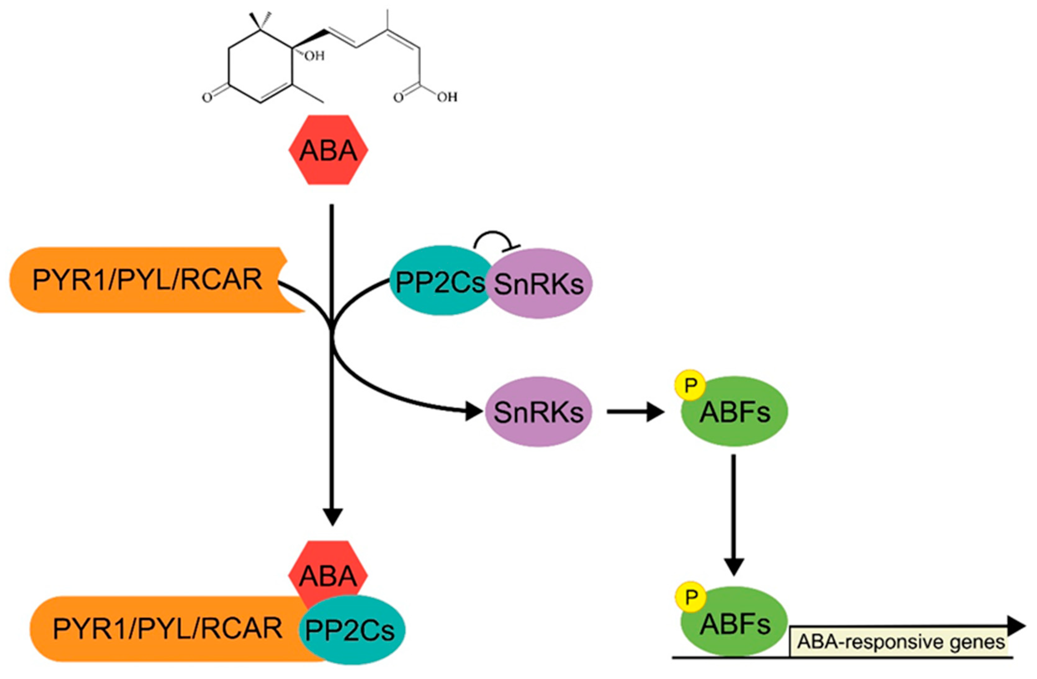 Agronomy 10 00788 g001