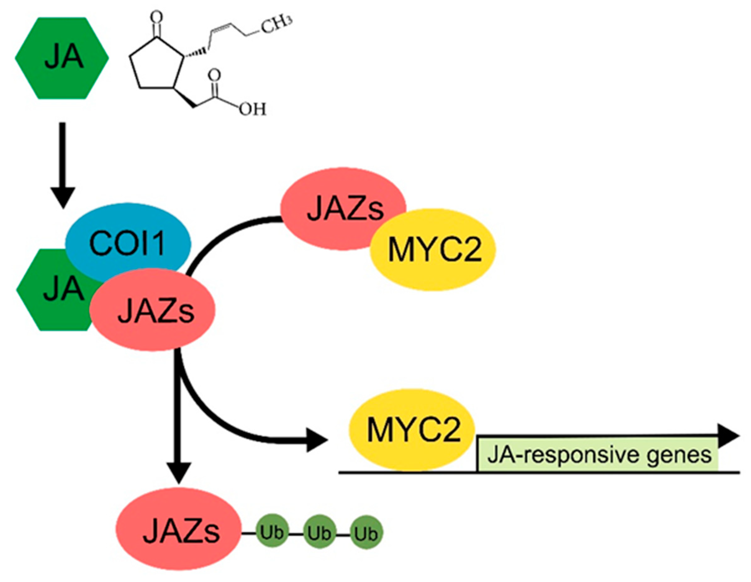 Agronomy 10 00788 g002
