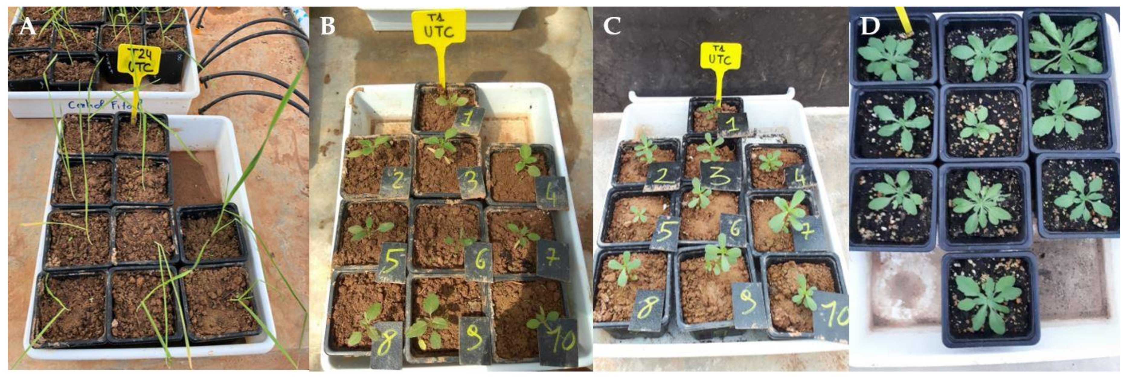 Agronomy 10 00791 g002
