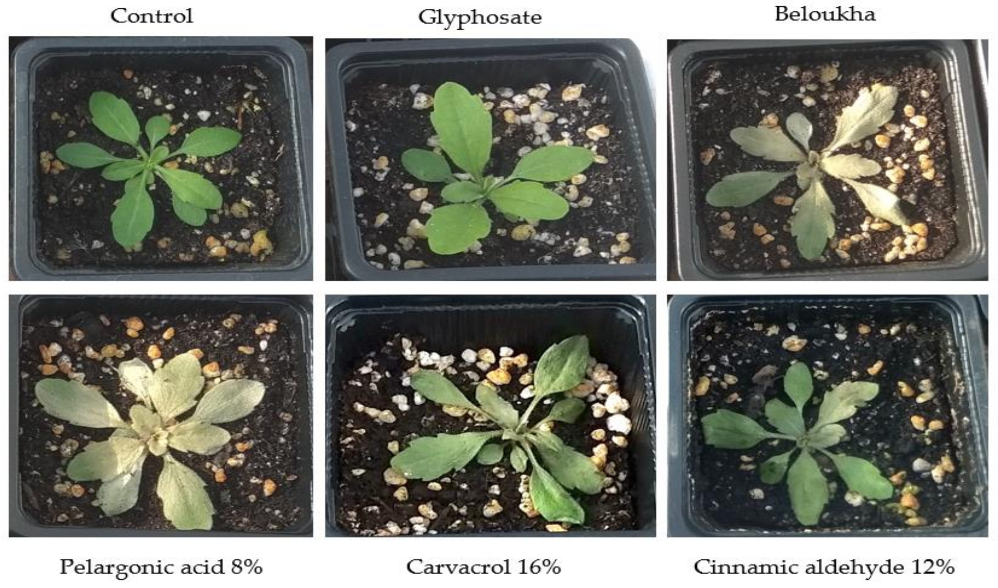 Agronomy 10 00791 g010