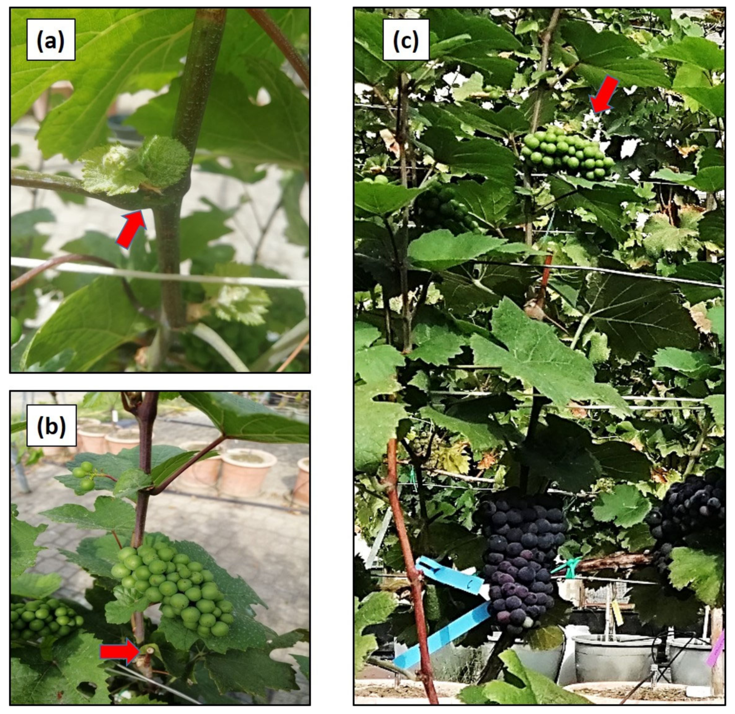 Agronomy 10 00799 g001