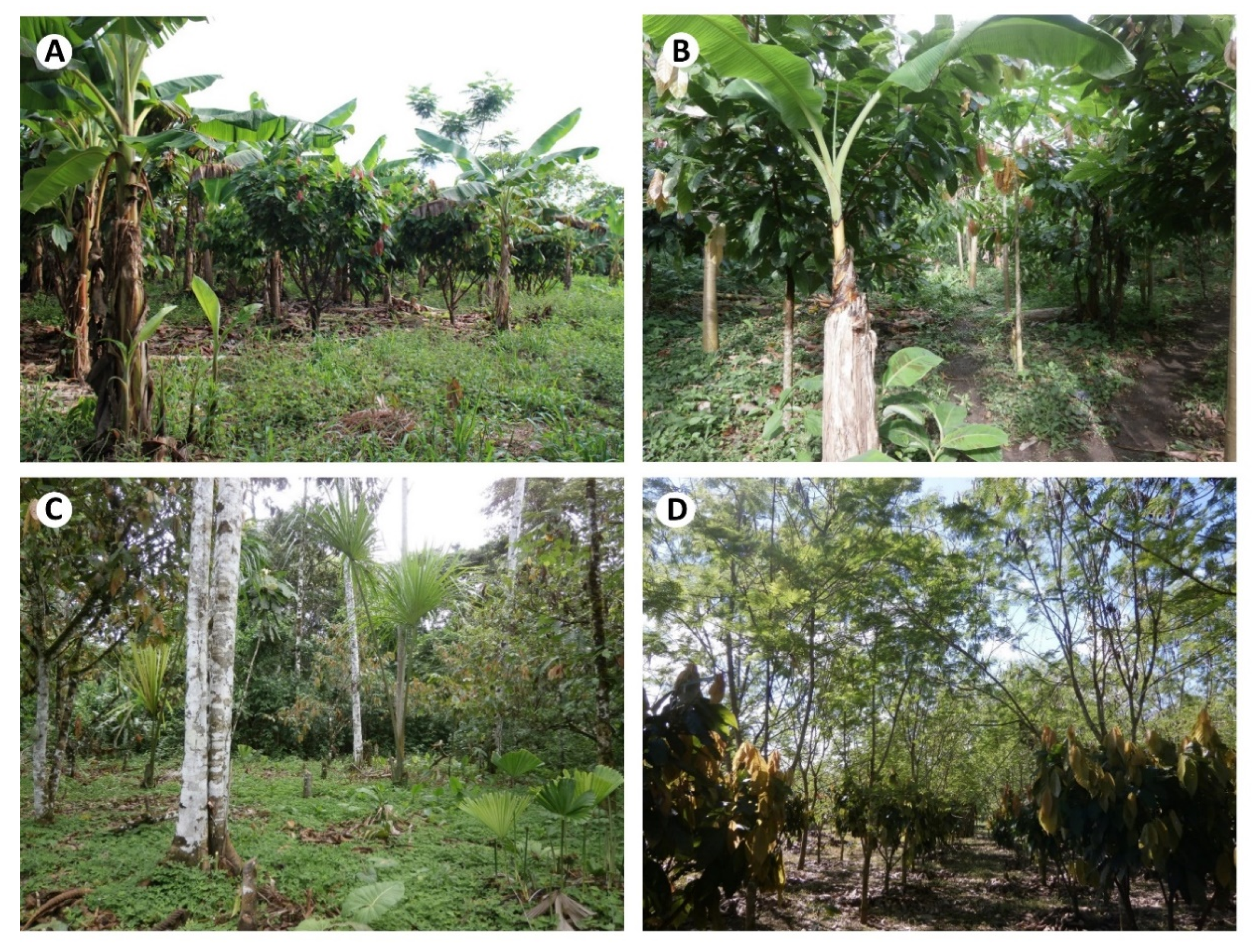 Agronomy 10 00806 g002