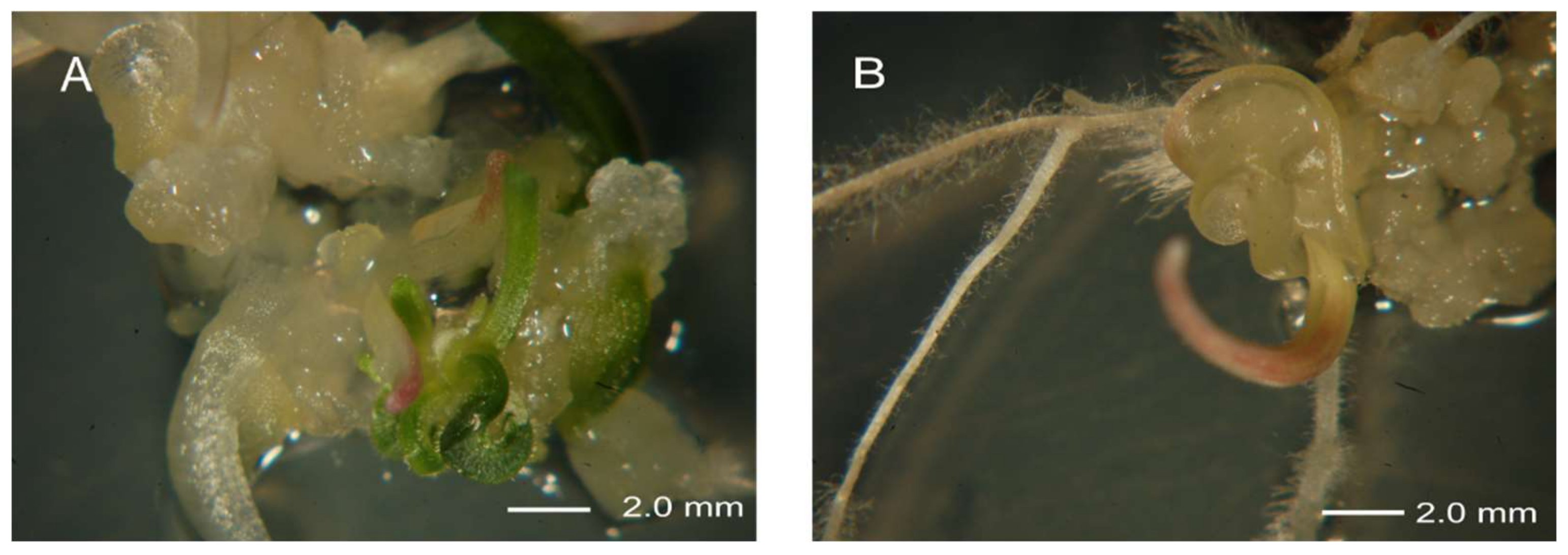 Agronomy 10 00839 g003