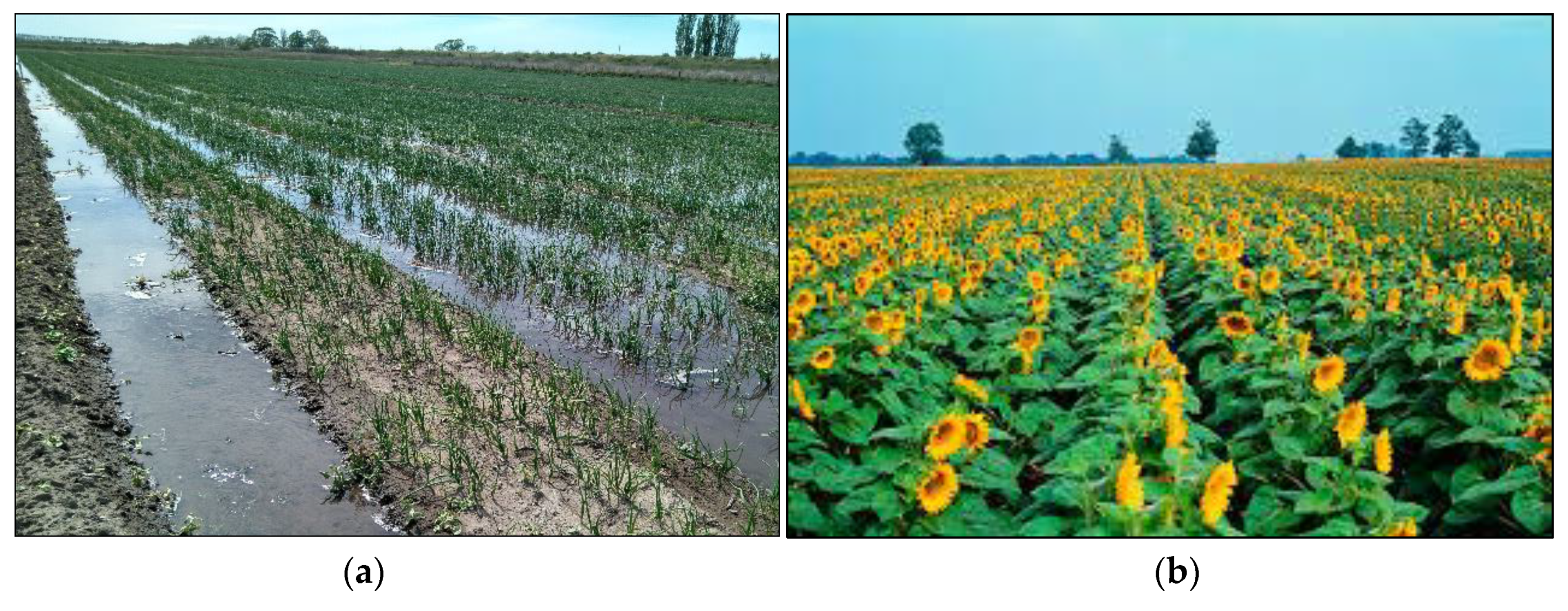 Agronomy 10 00845 g002