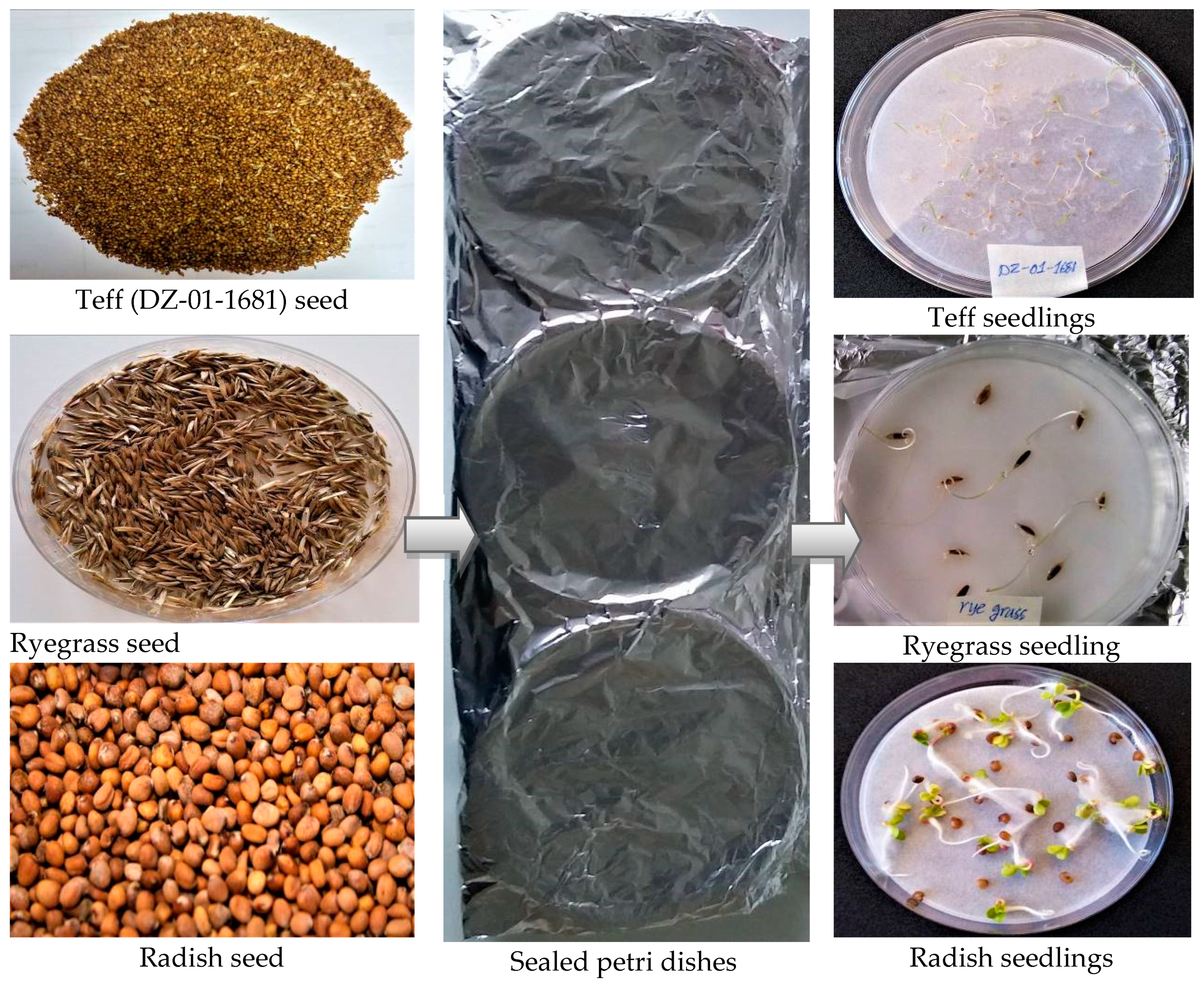 Agronomy 10 00854 g002