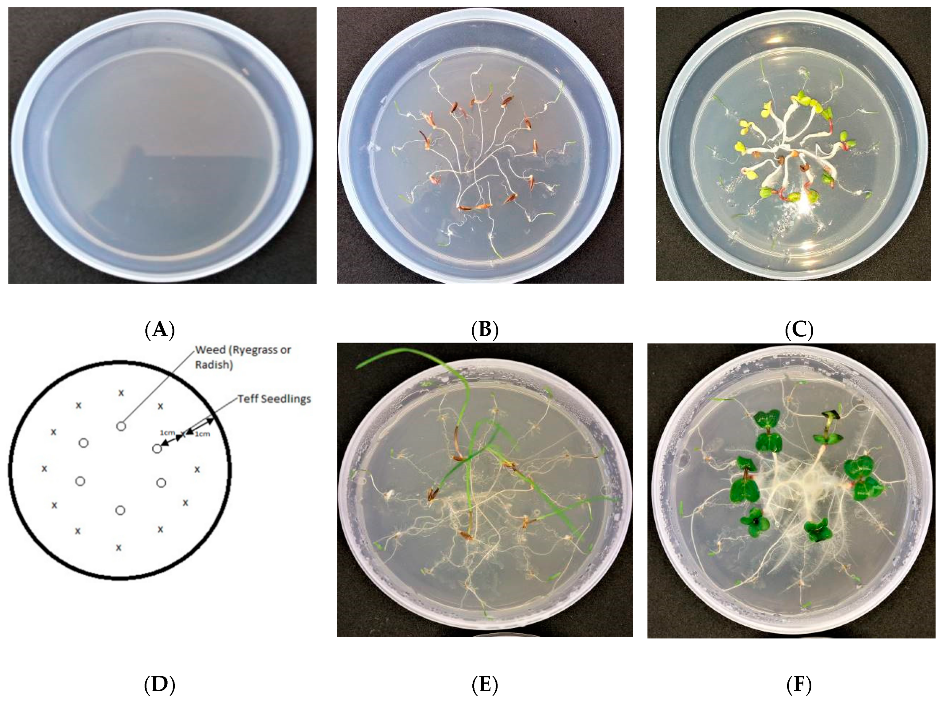 Agronomy 10 00854 g003