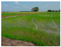 Agronomy 10 00858 i001