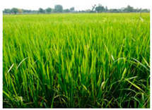 Agronomy 10 00858 i002