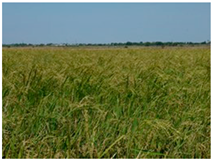 Agronomy 10 00858 i003