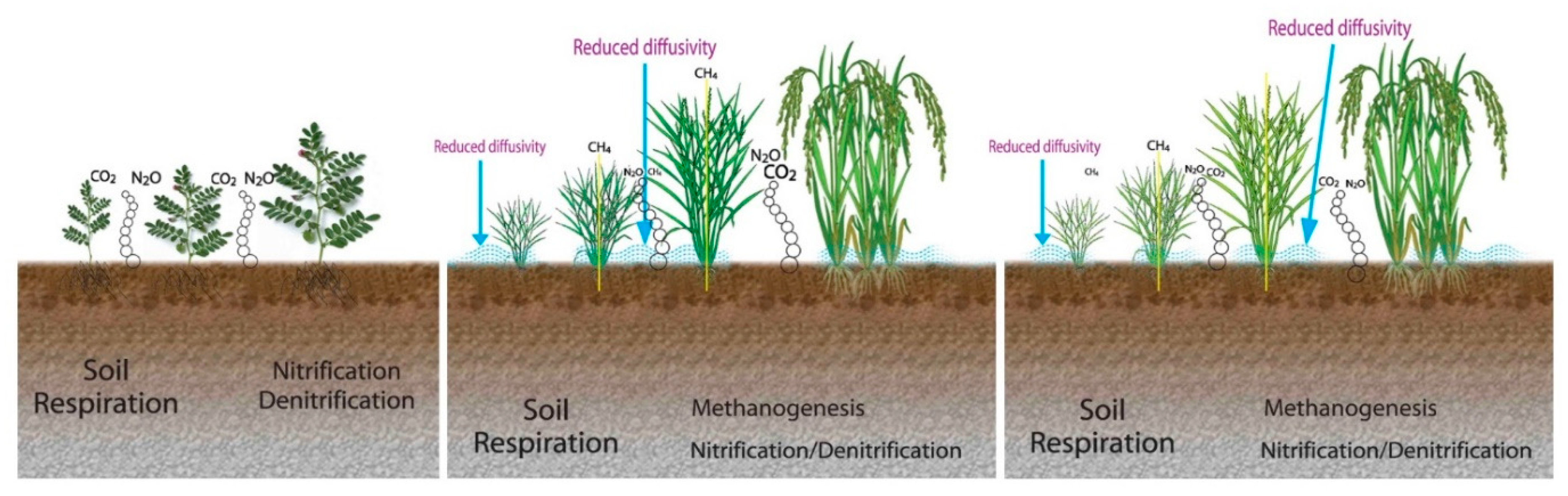Agronomy 10 00888 g002 Agronomy 10 00888 g002
