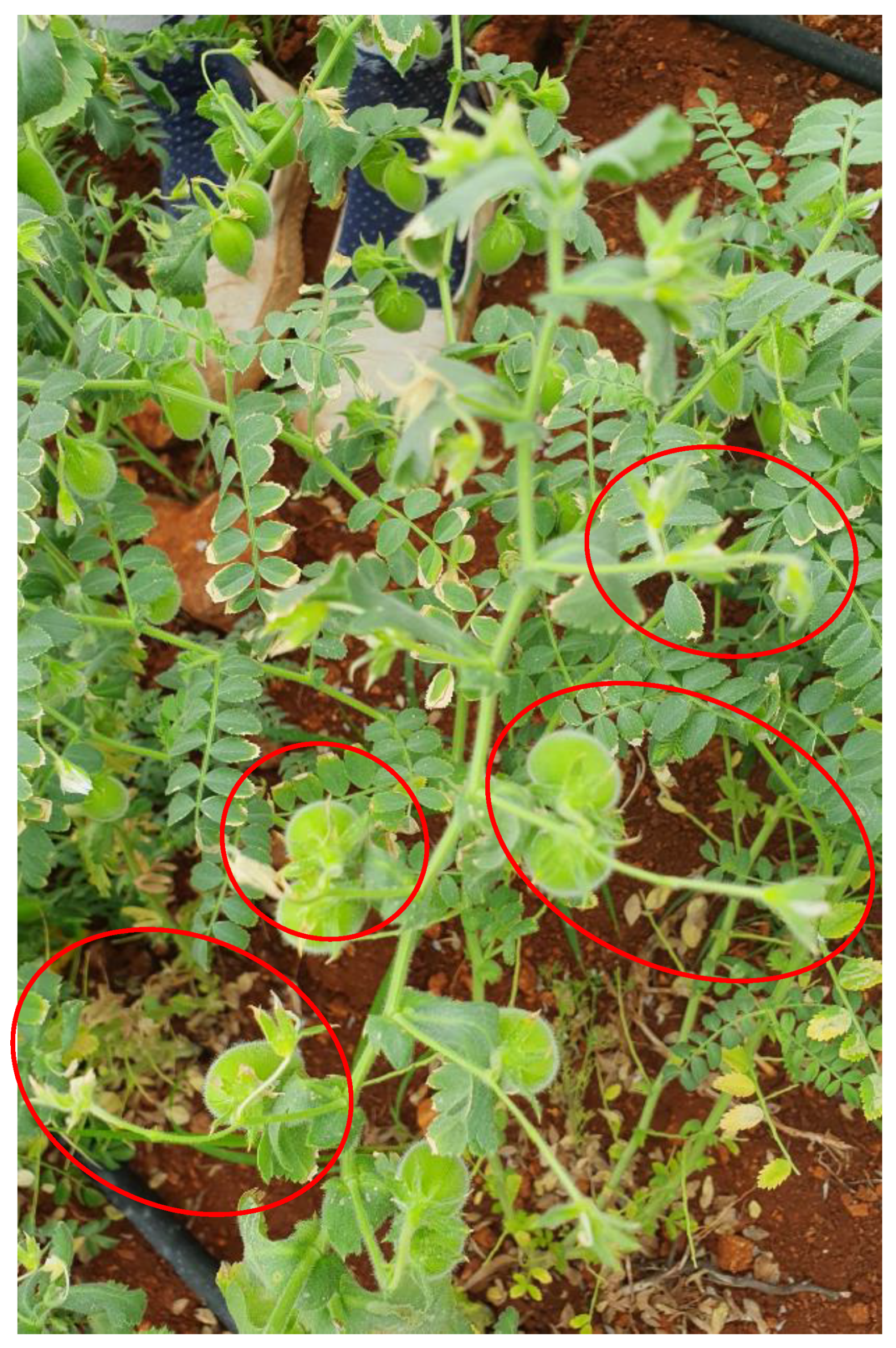 Agronomy 10 00901 g004